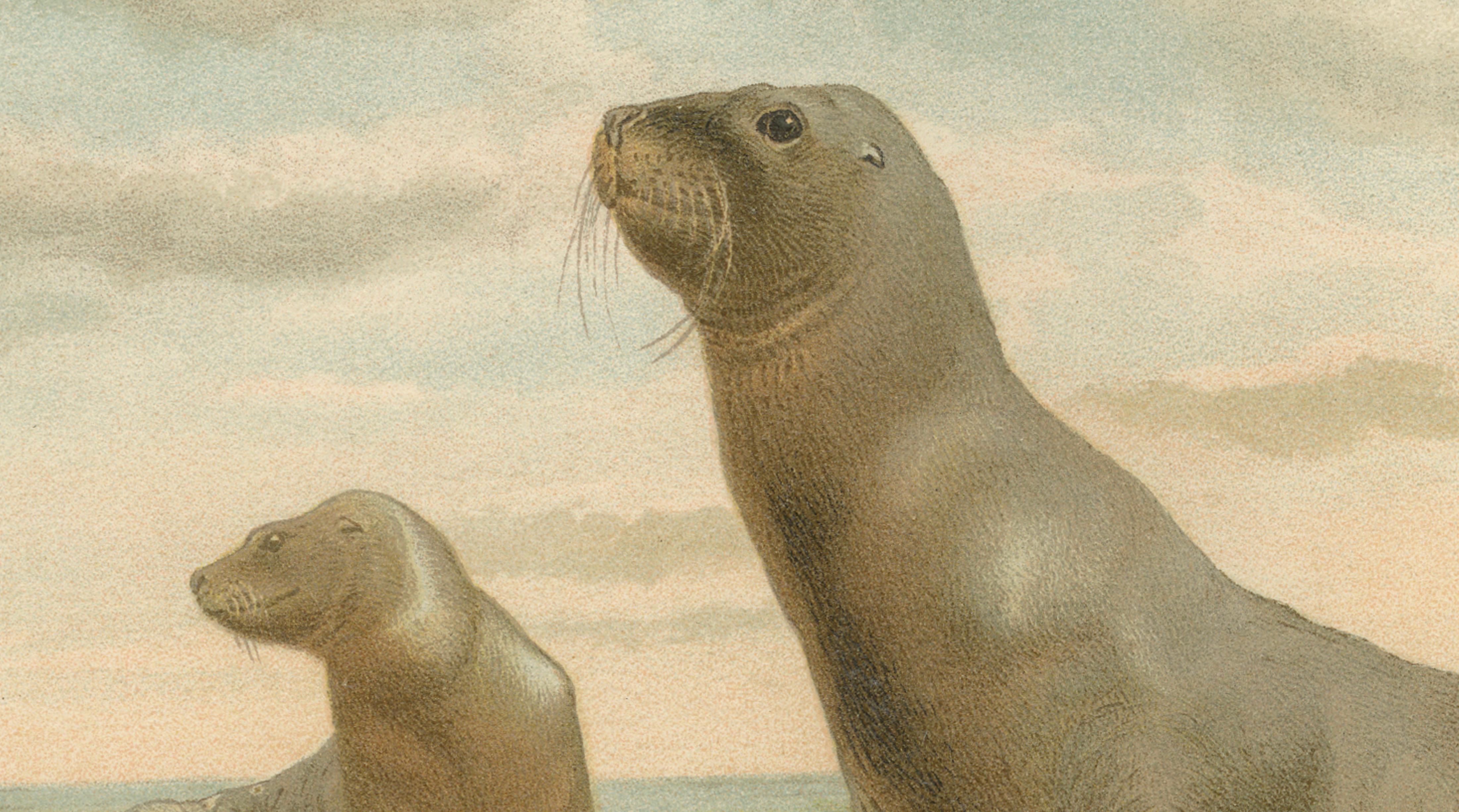 Coastal Wildlife Print – 19th Century Sea Lion Ocean Scene, Soft Pastels, 1894