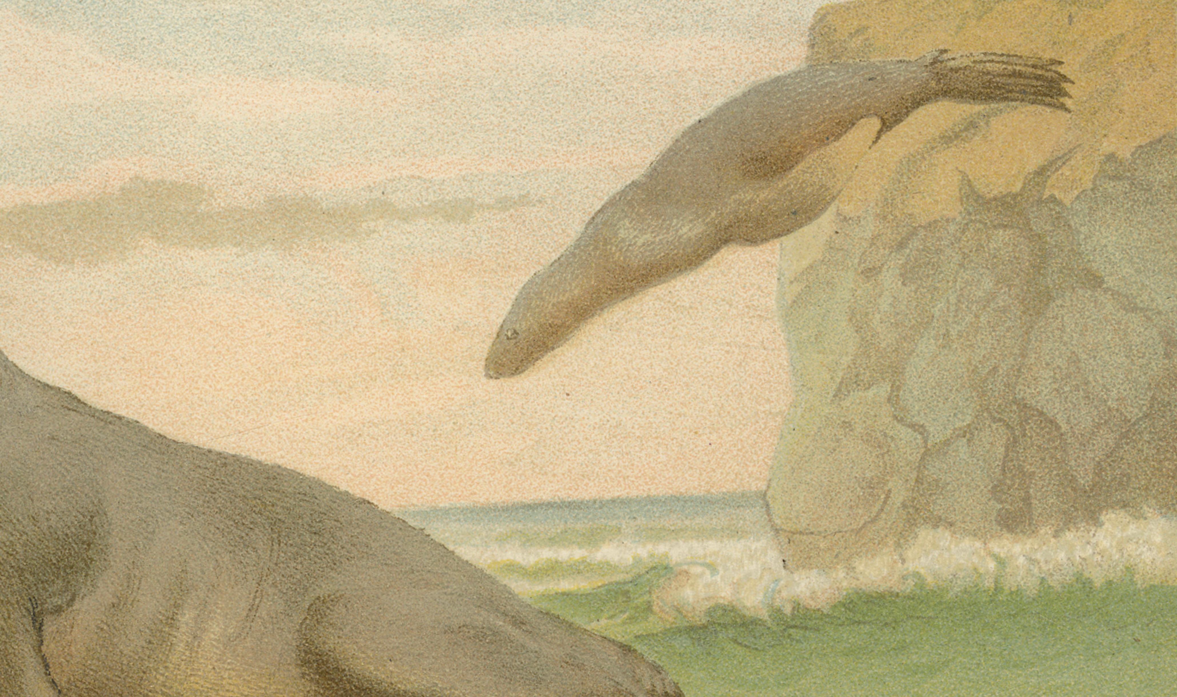 Coastal Wildlife Print – 19th Century Sea Lion Ocean Scene, Soft Pastels, 1894