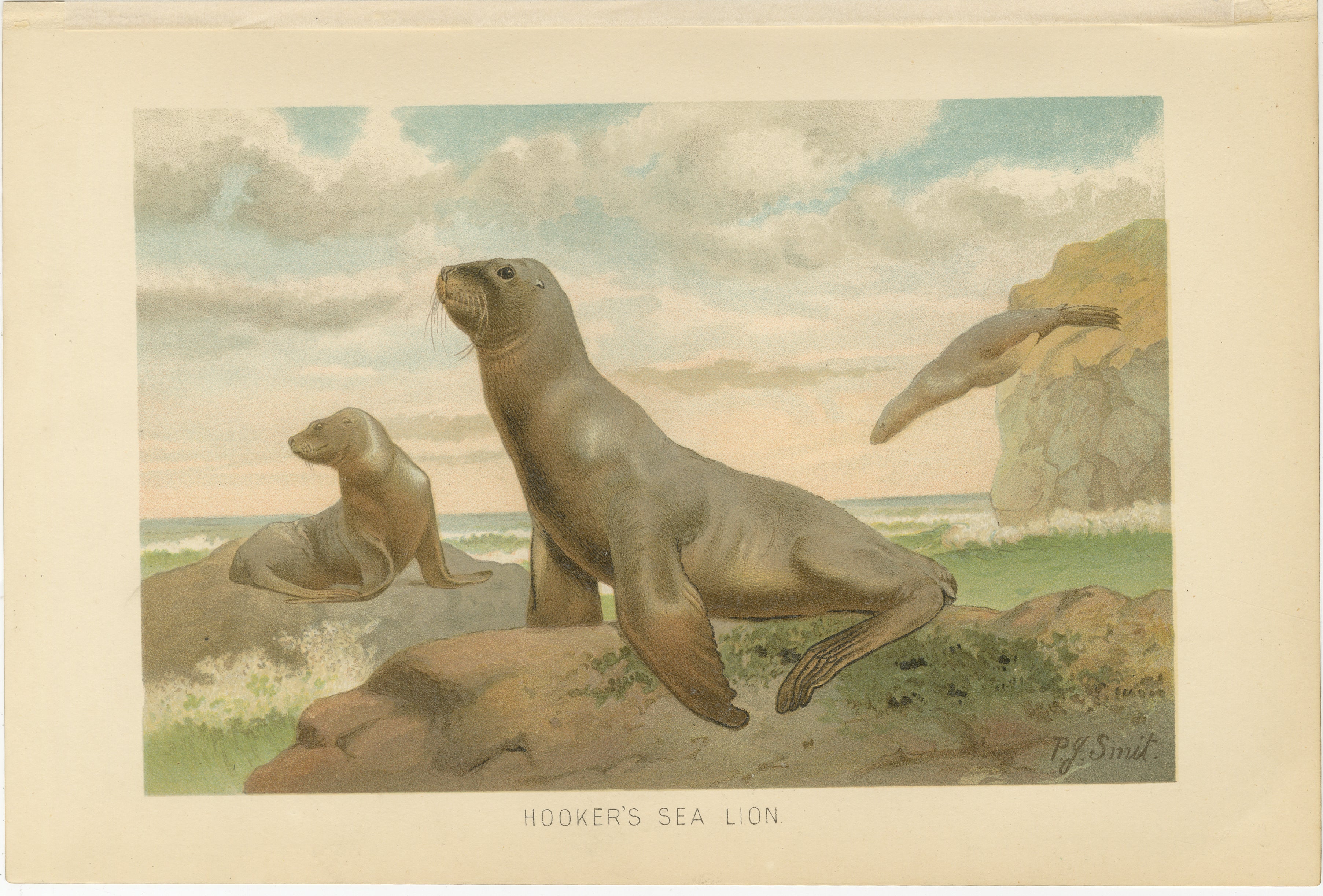Coastal Wildlife Print – 19th Century Sea Lion Ocean Scene, Soft Pastels, 1894 For Sale