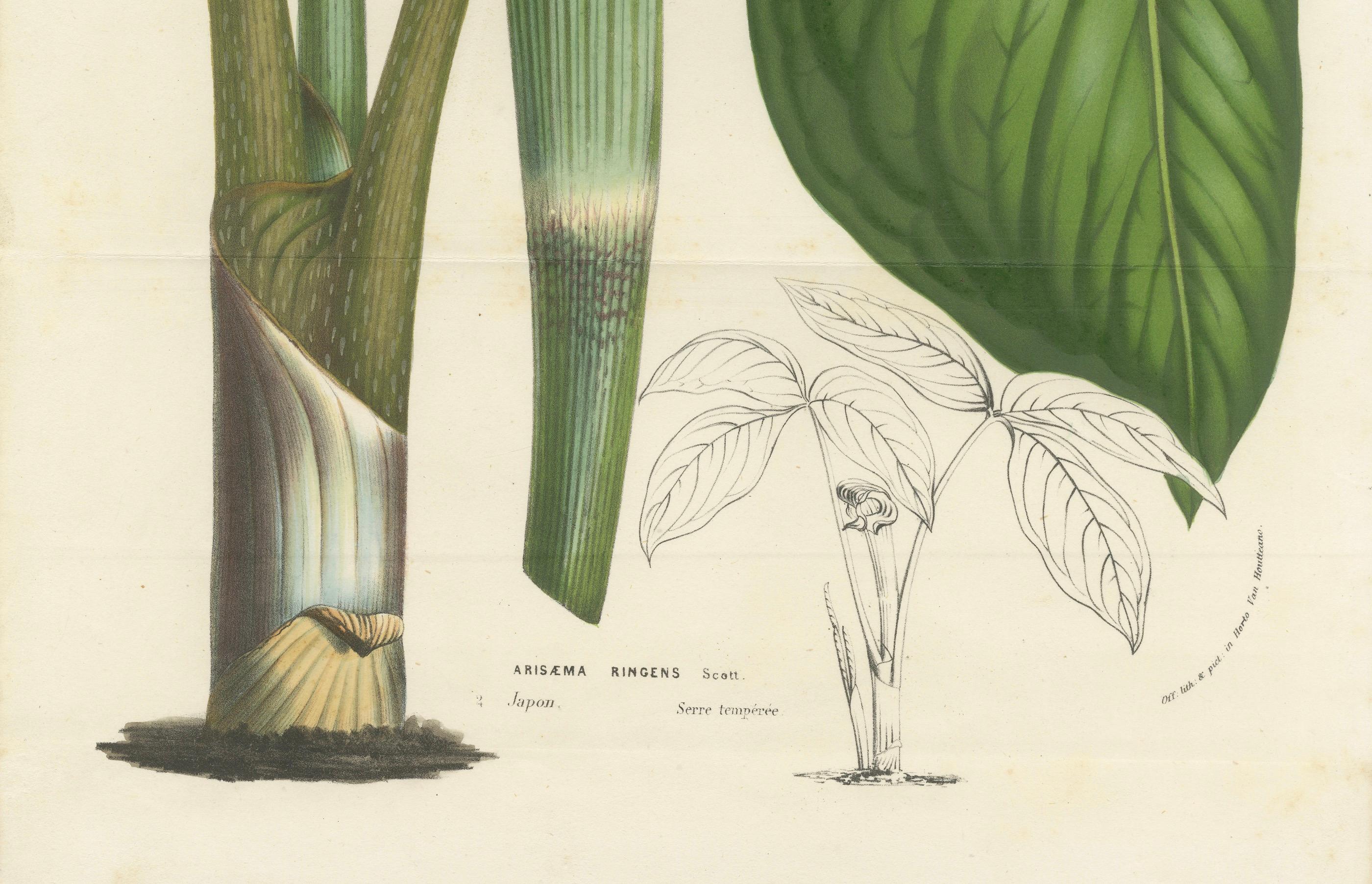 Diese Lithografie zeigt Arisaema ringens, allgemein bekannt als Kobra-Lilie. Es handelt sich um eine handkolorierte botanische Illustration aus Louis van Houttes Buch *Flore des Serres et des Jardins de l'Europe*, das zwischen 1854 und 1855