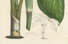 Cobra Lily: Hand-Colored Lithograph by Louis van Houtte, 1855