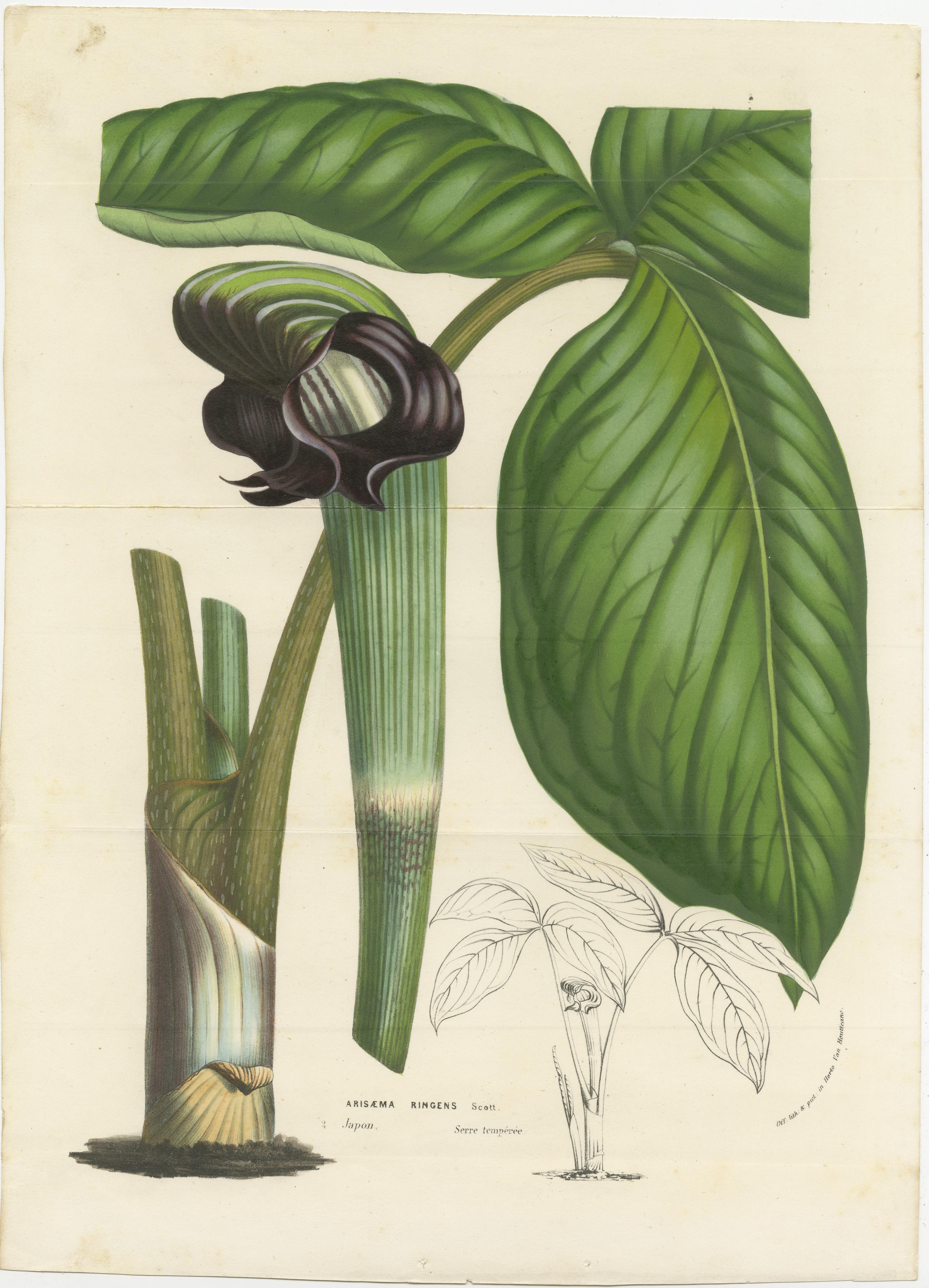 Cobra Lilie: Handkolorierte Lithographie von Louis van Houtte, 1855 im Zustand „Gut“ im Angebot in Langweer, NL