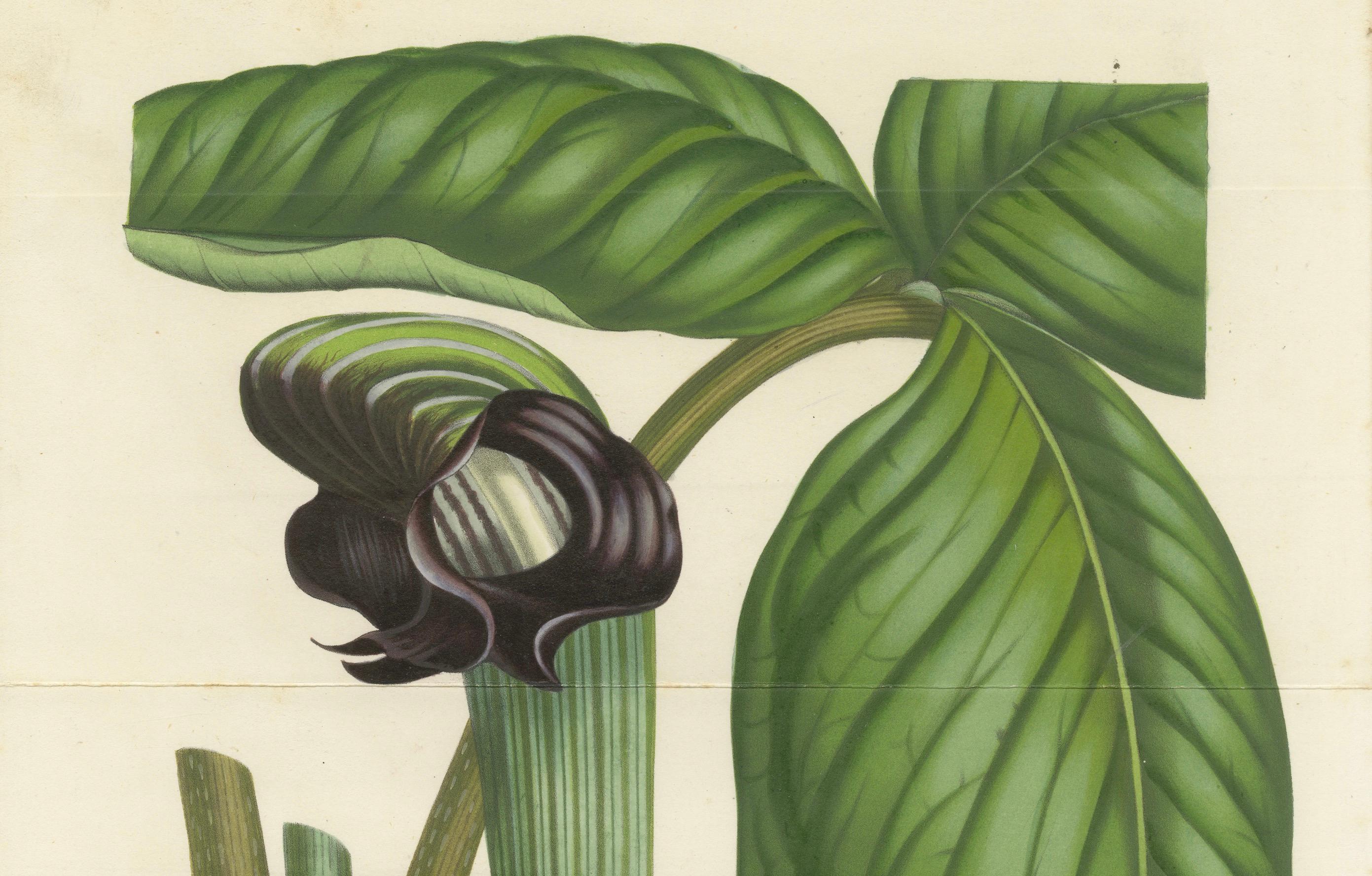 Cobra Lilie: Handkolorierte Lithographie von Louis van Houtte, 1855 (Papier) im Angebot