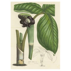 Cobra Lily: Hand-Colored Lithograph by Louis van Houtte, 1855
