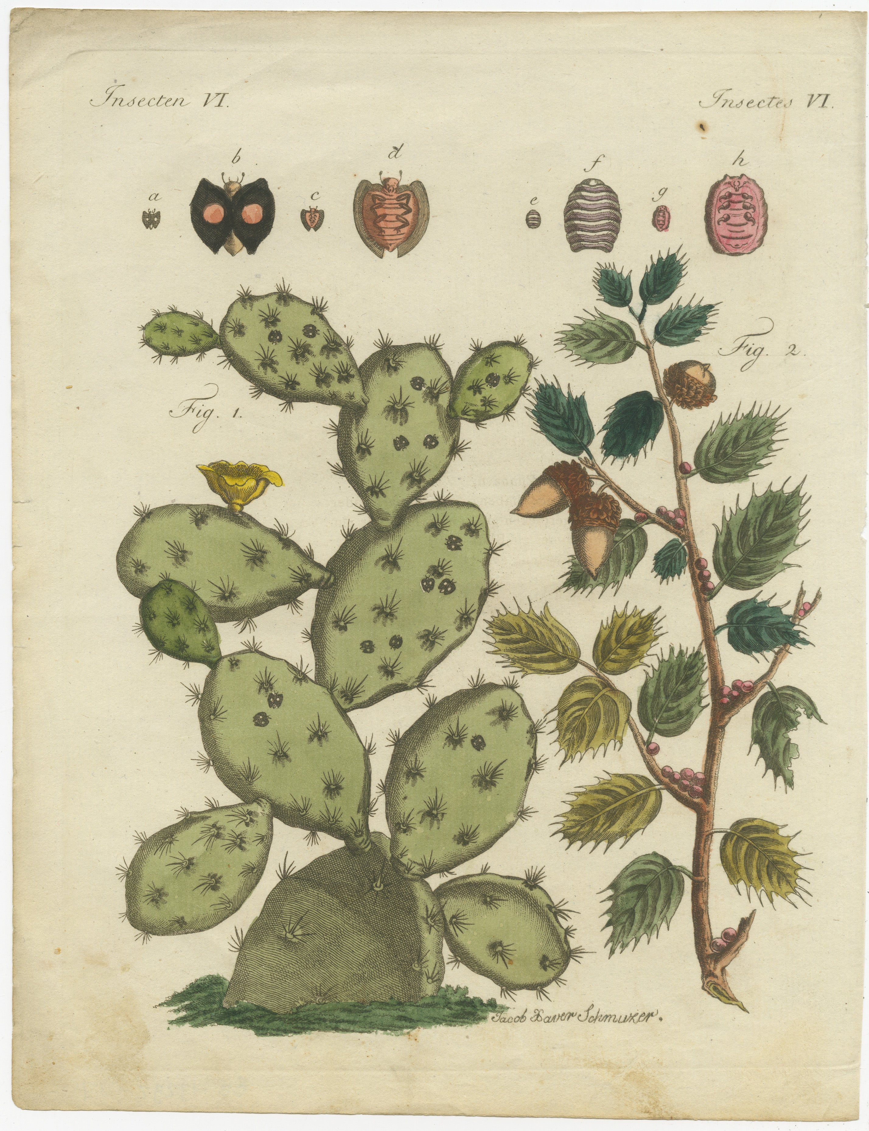 Título: Cactus cochinilla y coscoja: grabado coloreado a mano del 
