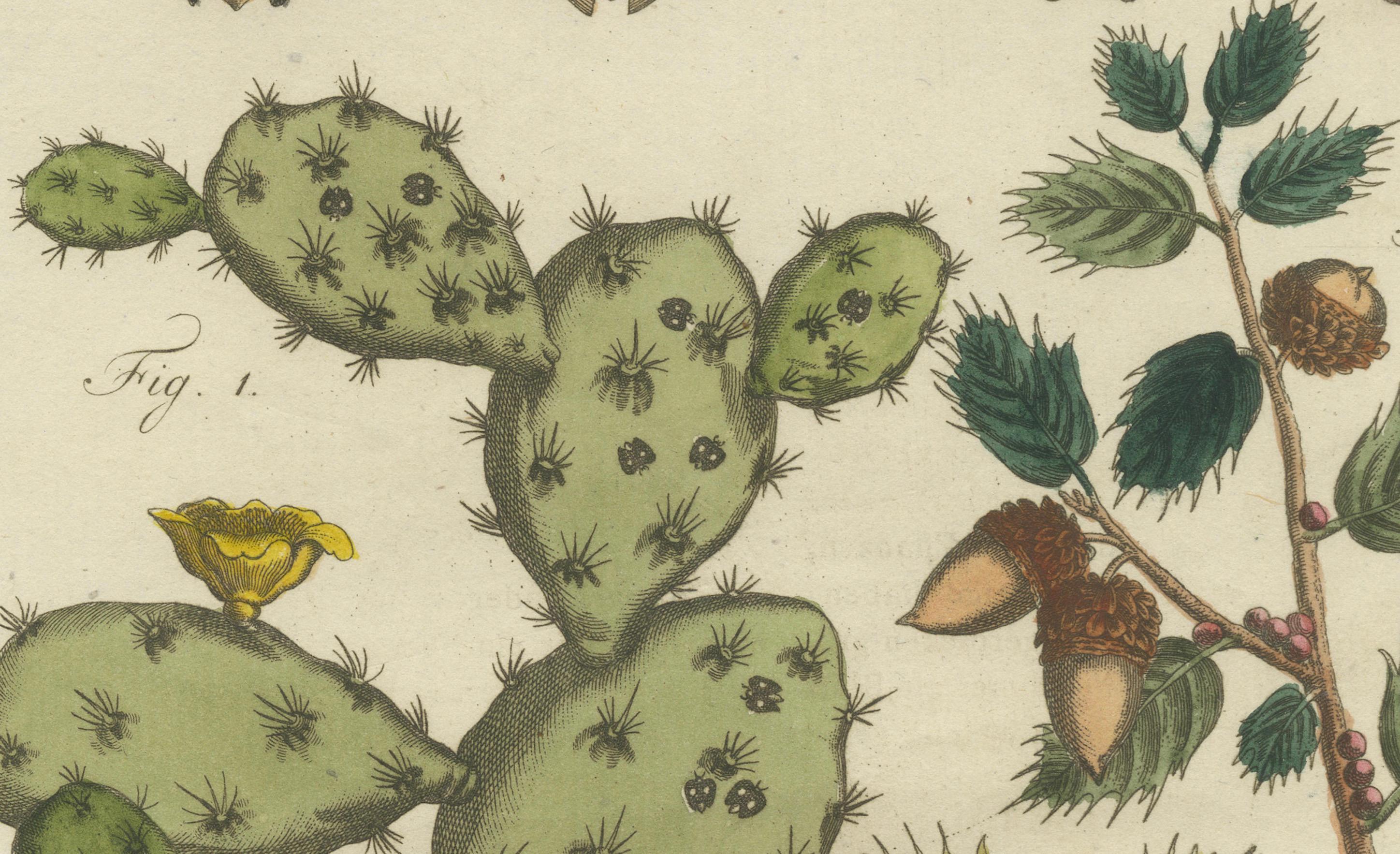 Cactus cochinilla y coscoja: grabado coloreado a mano de 1798 Grabado en venta