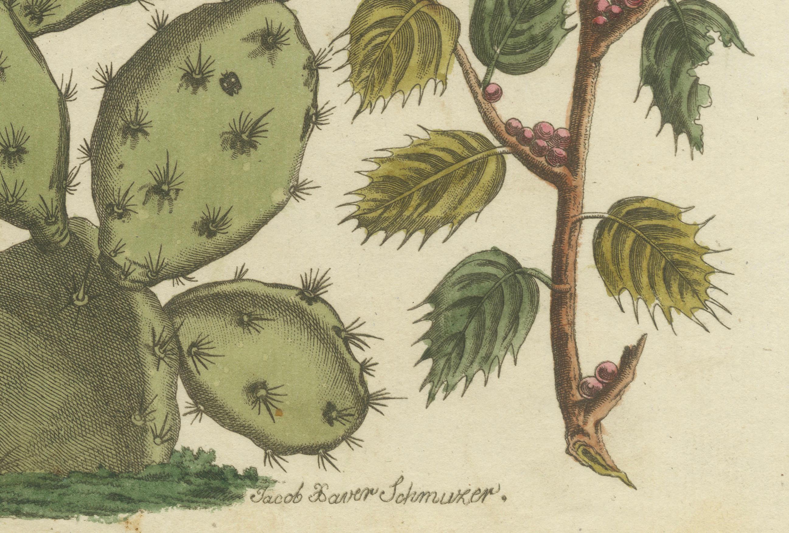 Cactus cochinilla y coscoja: grabado coloreado a mano de 1798 en Bueno estado para la venta en Langweer, NL