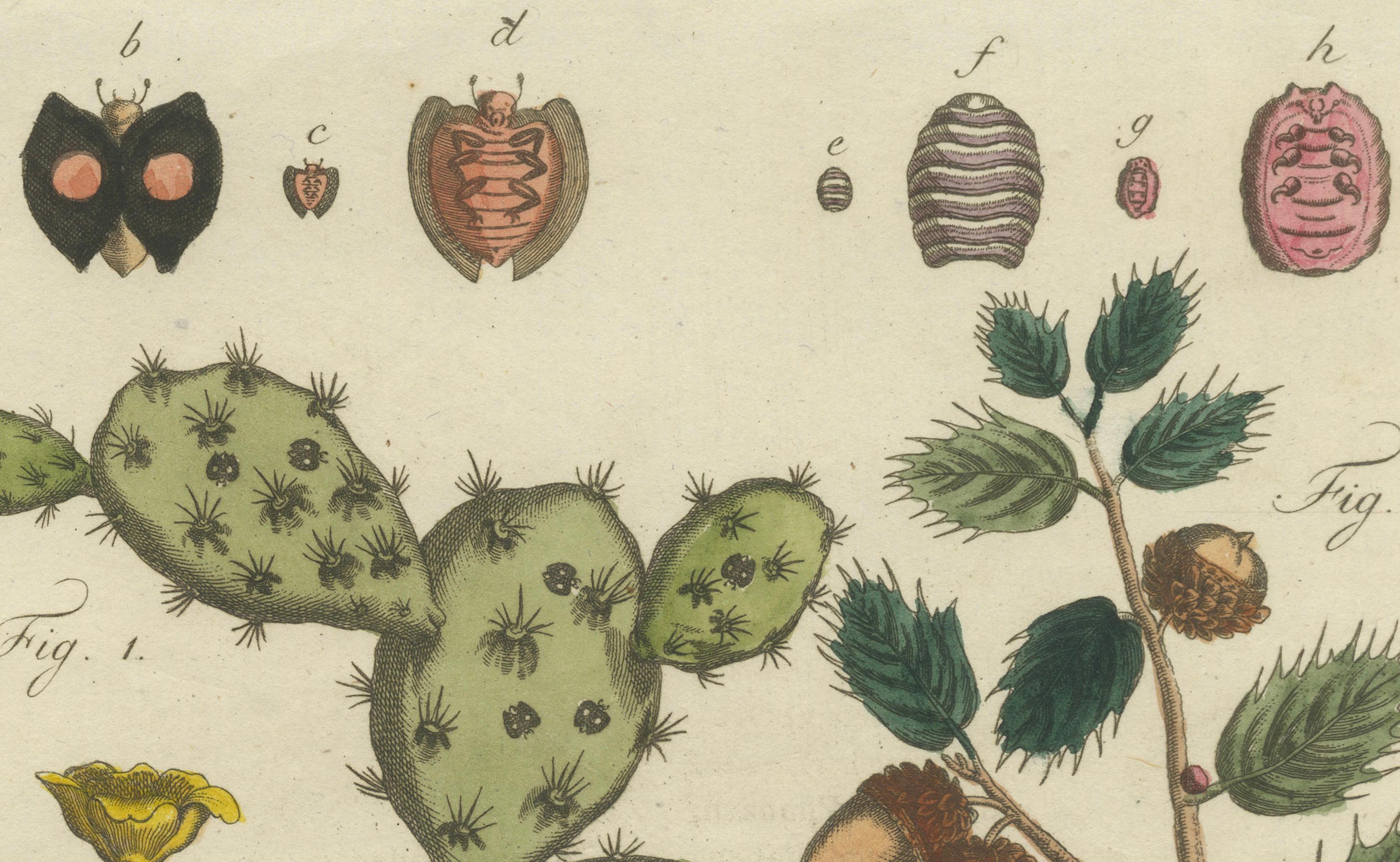 Cactus cochinilla y coscoja: grabado coloreado a mano de 1798 finales del siglo XVIII en venta