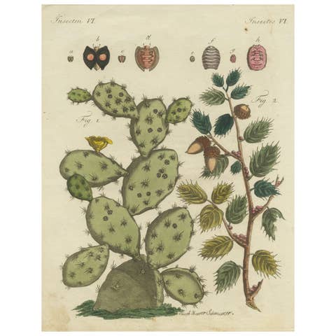 Cochineal Cactus and Kermes Oak: Hand-Colored Engraving from 1798