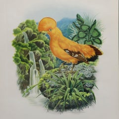 Cock Of The Rocks Original Print