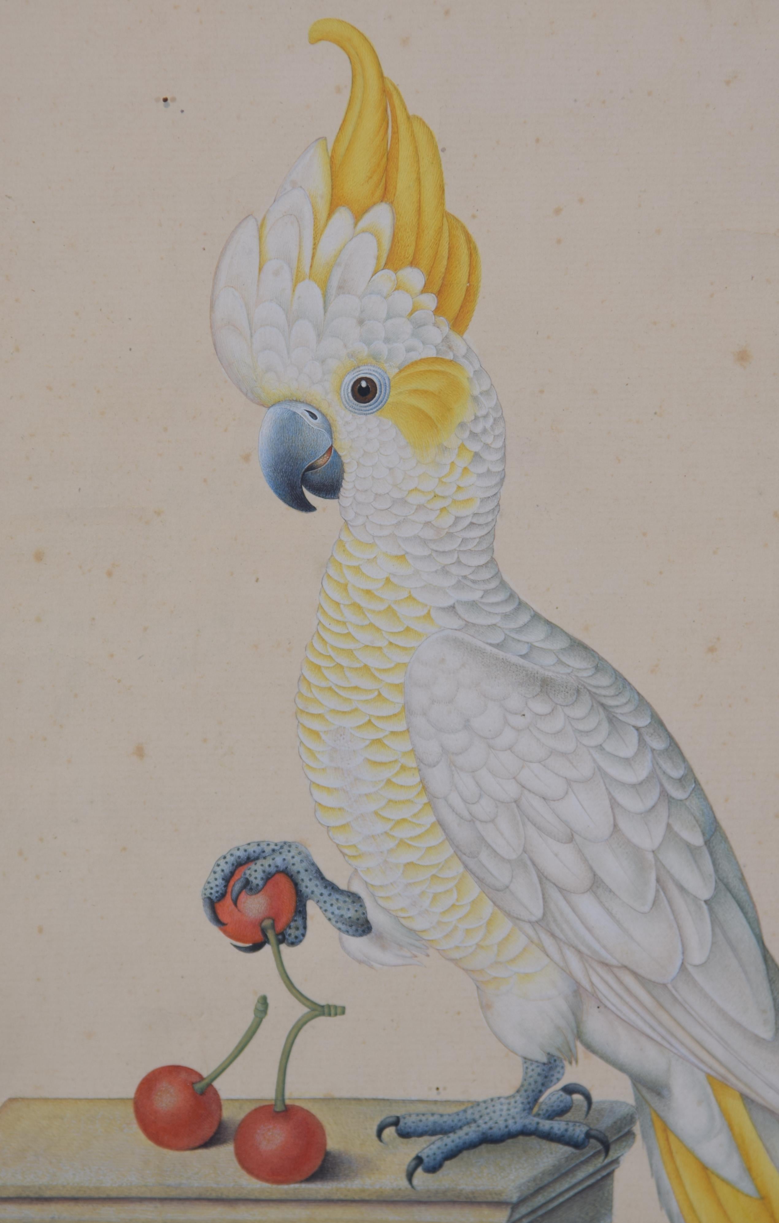 Cockatoo. Framed watercolour. 20th century.

Watercolour showing a cockatoo (possibly sulphurous) perched on a stone bench and picking a cherry with one of its legs. In its detail and composition, the work is reminiscent of the 19th century