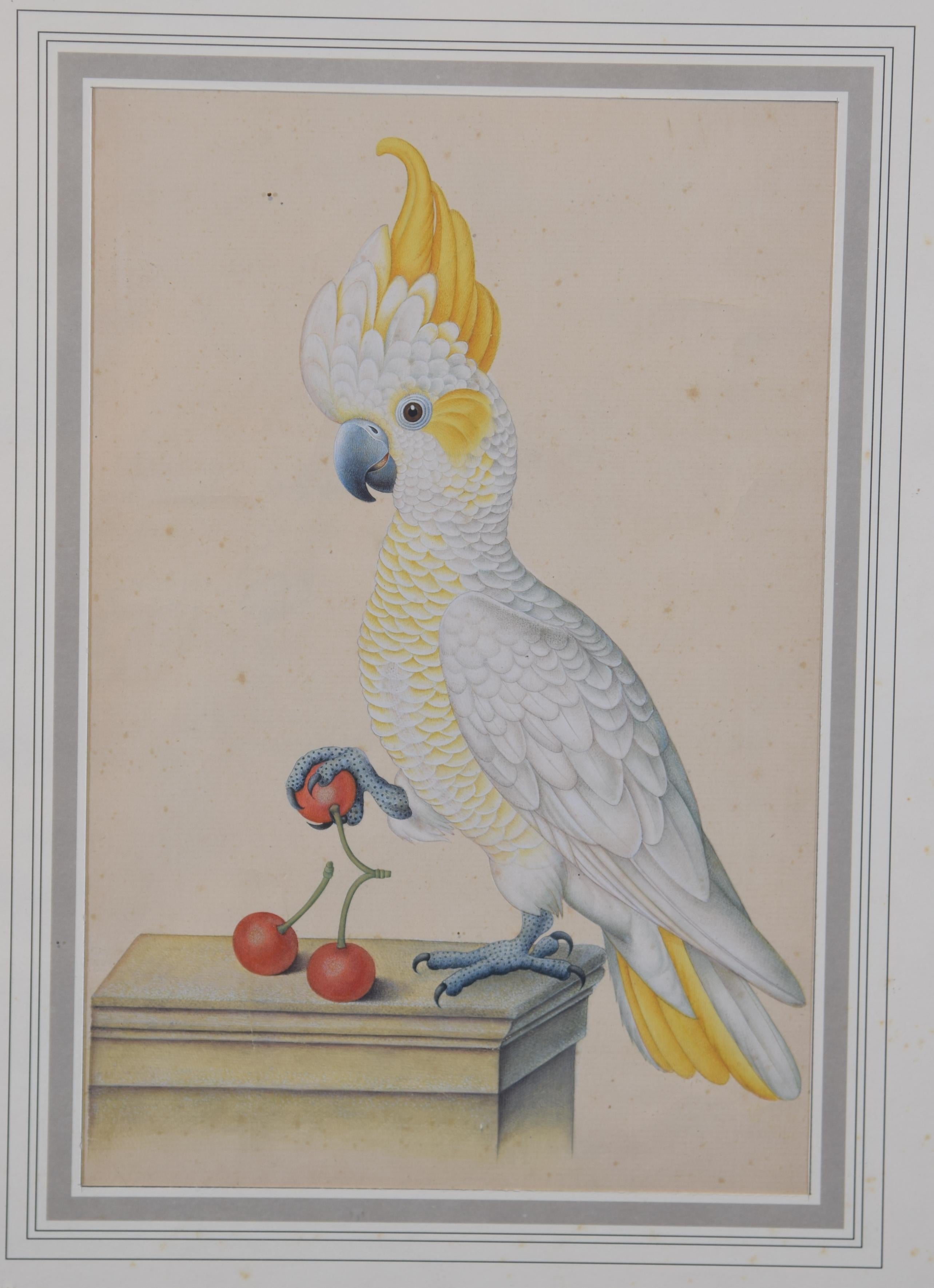 Other Cockatoo. Framed watercolour. 20th century.  For Sale