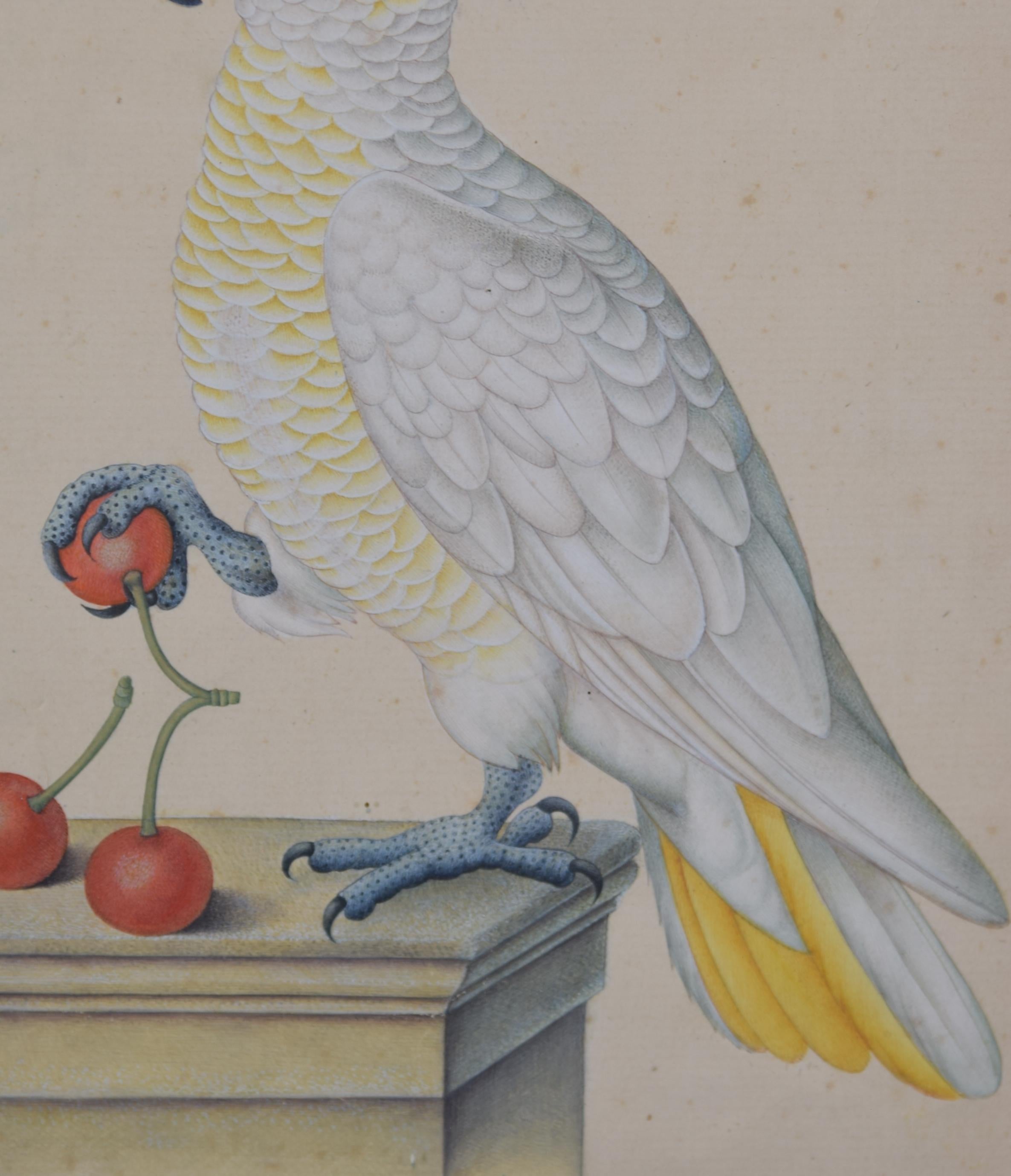 European Cockatoo. Framed watercolour. 20th century.  For Sale