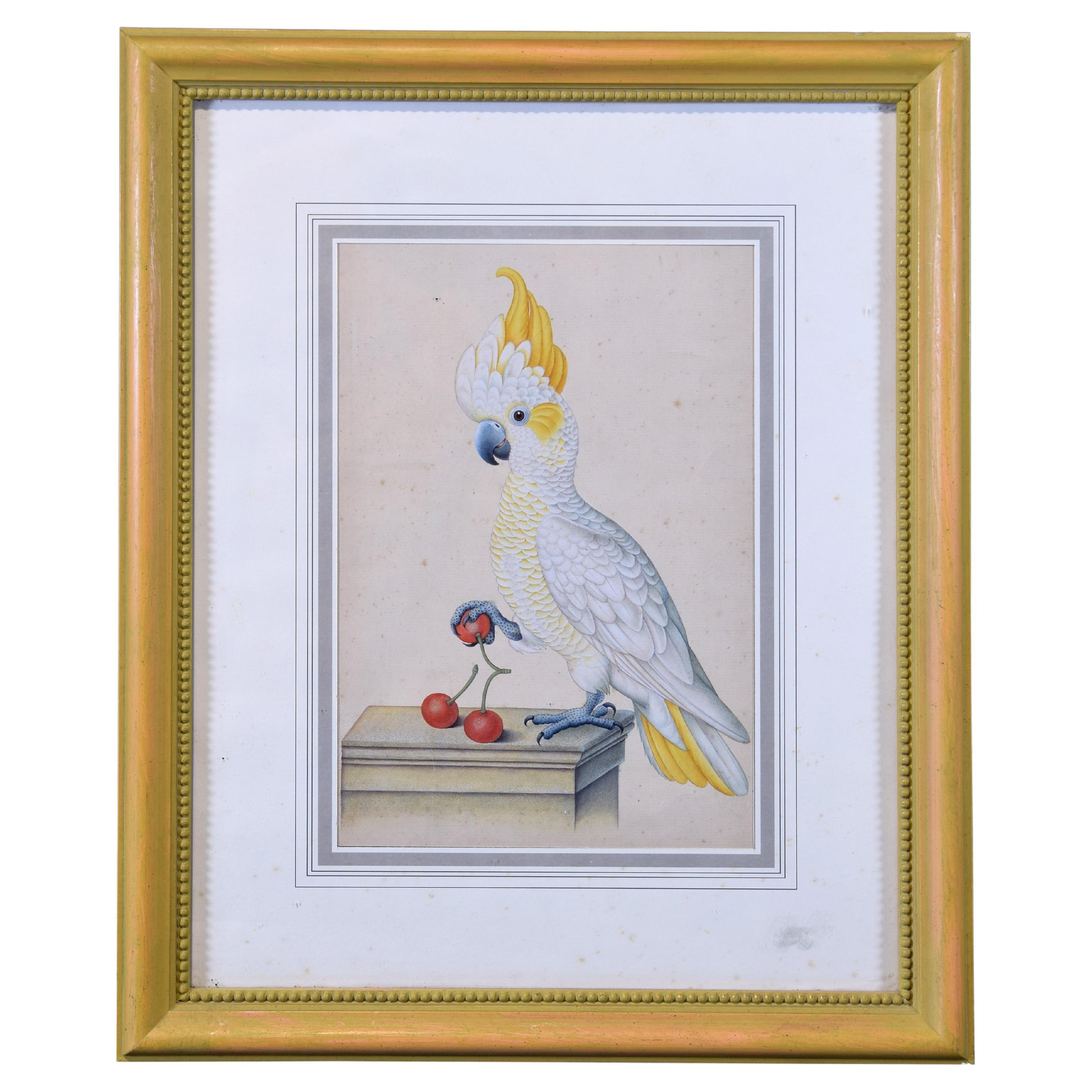 Cockatoo. Framed watercolour. 20th century. 