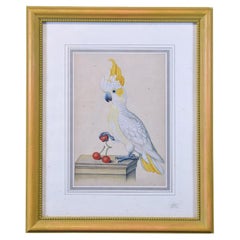 Vintage Cockatoo. Framed watercolour. 20th century. 