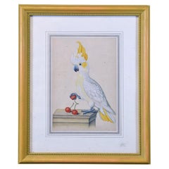 Cockatoo. Framed watercolour. 20th century. 