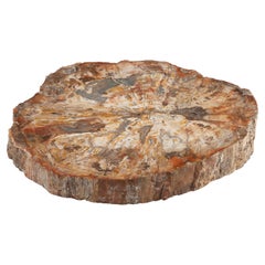 Cocktail Table with Fossil Top on Steel Base, Prehistoric Period