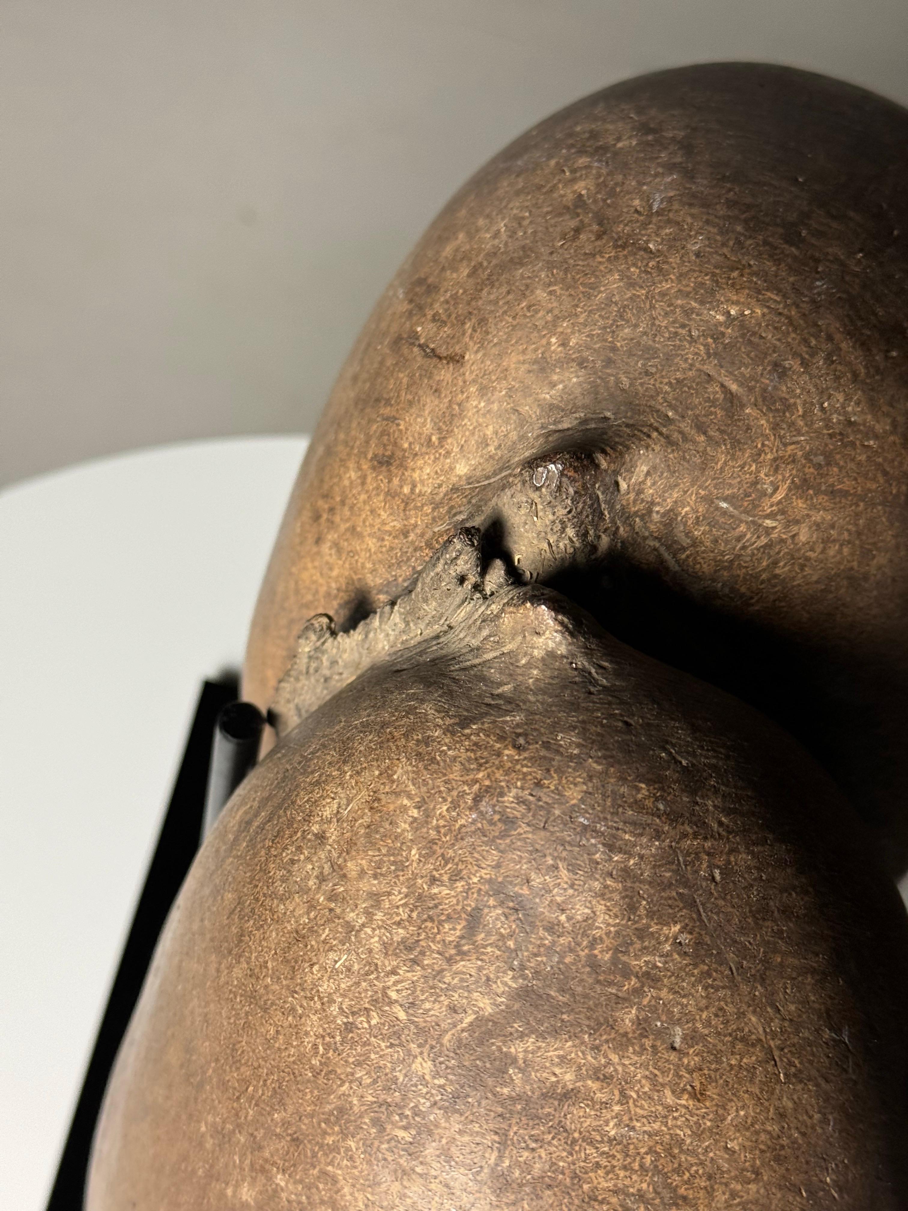 Coco de Mer 6