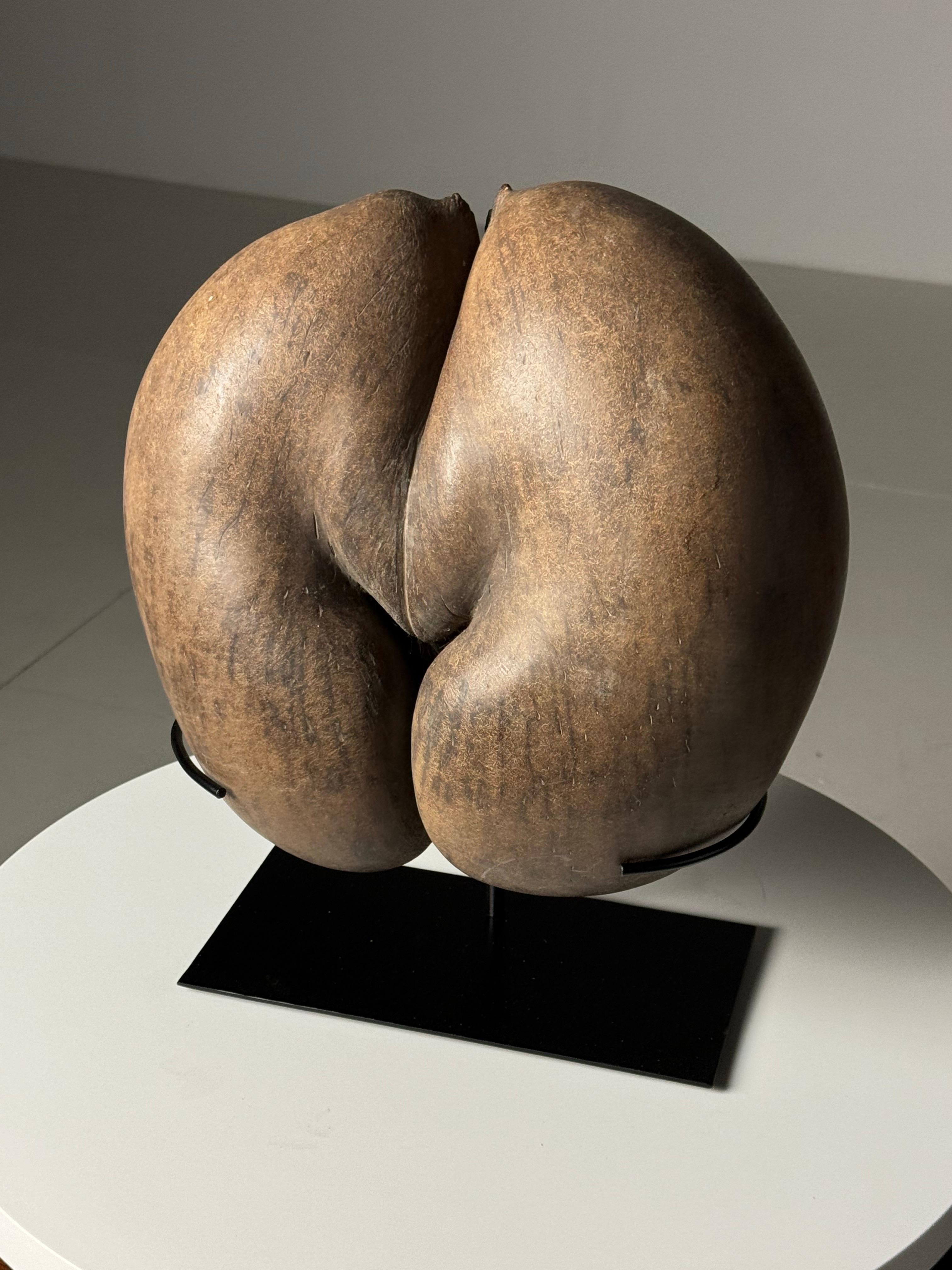 Coco de mer is the palm with the largest coconuts in the world. It only grows on the Seychelles islands of Curieuse and Praslin.

The habitat of the Coco de Mer was only discovered in 1768 by a French expedition. Before that time, people were in the