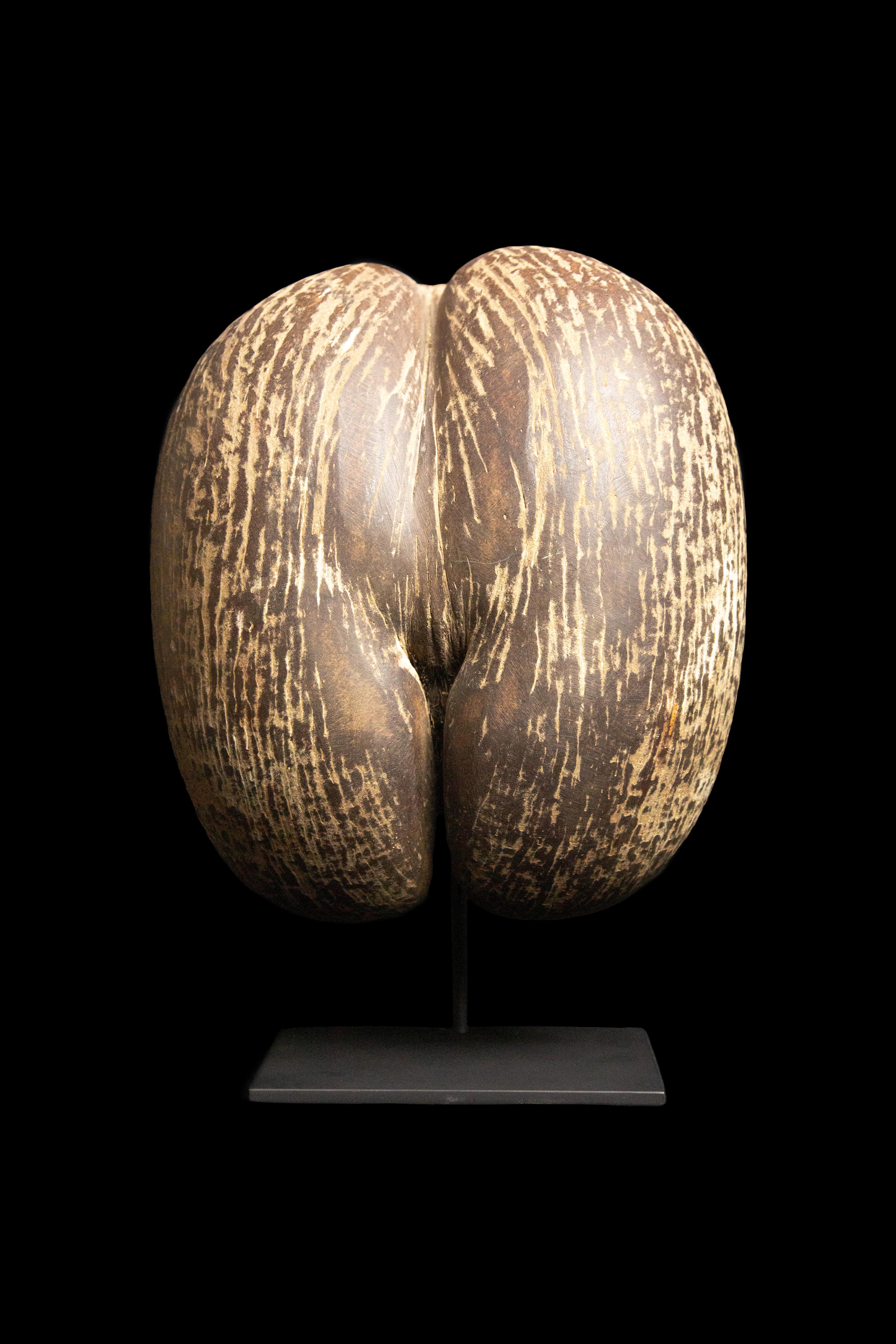 Coco De Mer:

The nut and tree of the coco de mer is a rare species of palm tree native to Africa, in the Seychelles archipelago in the Indian Ocean. It is the subject of various legends and lore. Coco de mer is endemic to the Seychelles islands
