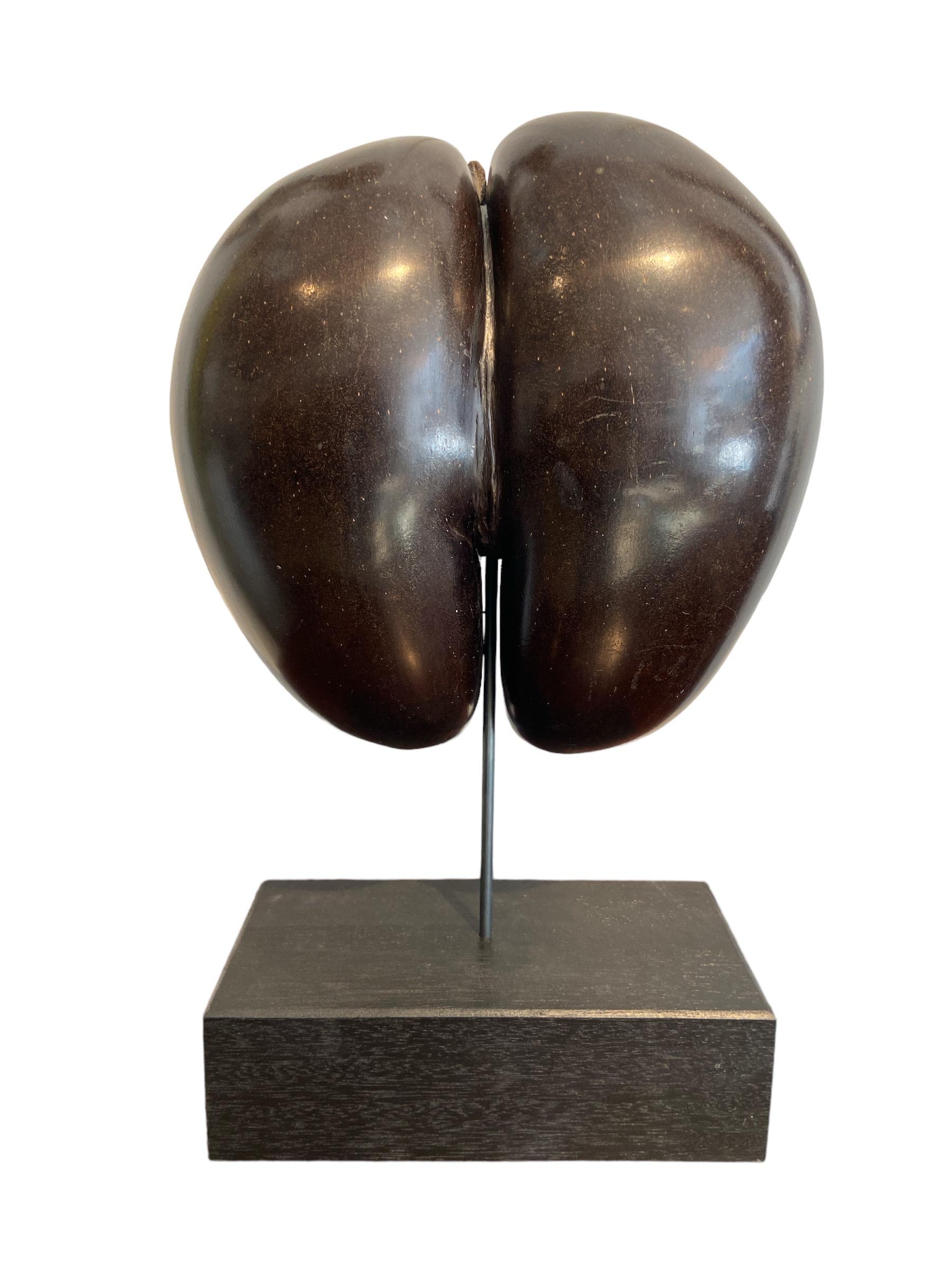 Polished Coco de Mere from the Seychelles, circa 2000. 
With documents, see the last picture. Presented on a stand.
