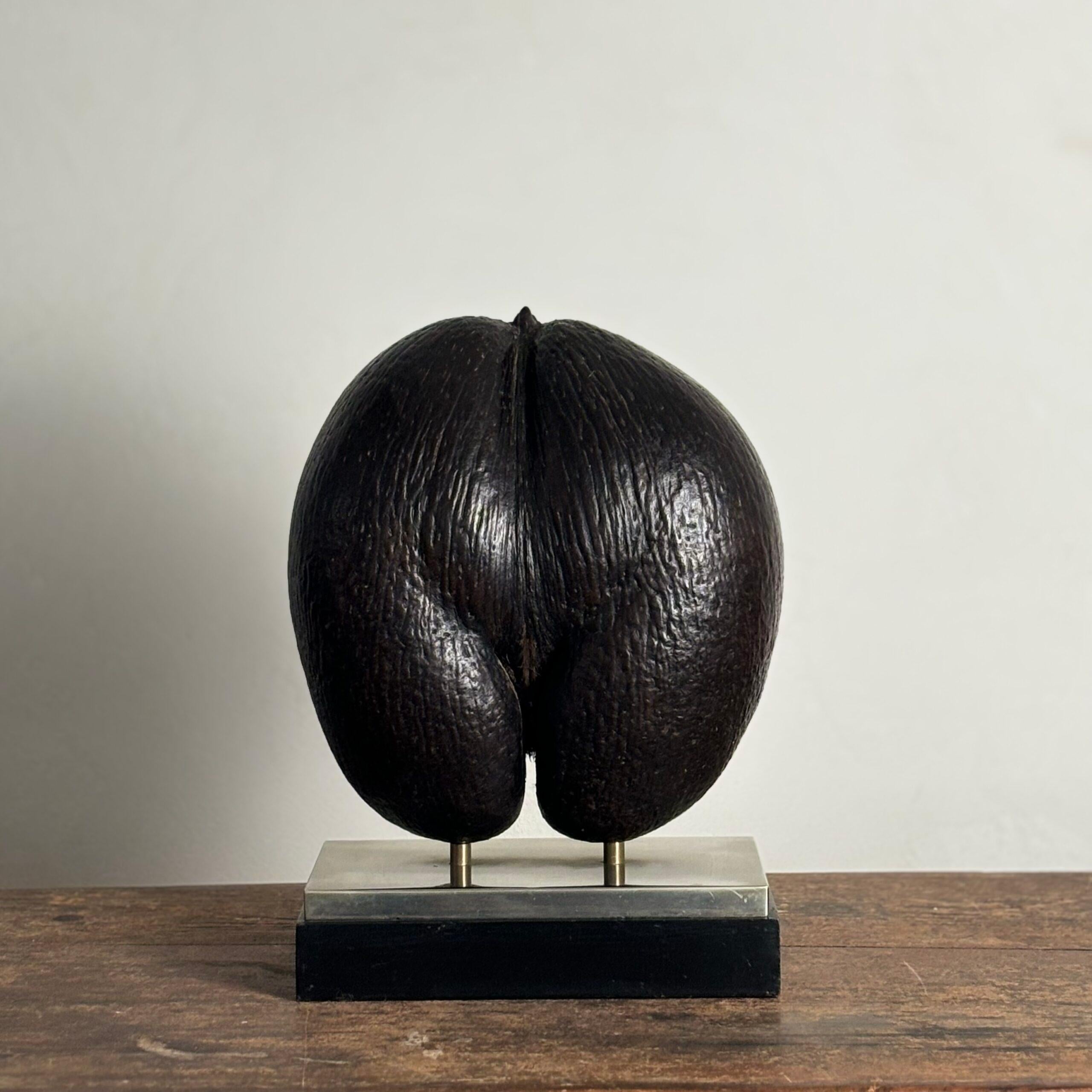 It was once believed that the trees producing the Coco de Mer seed (the world’s largest, which commonly wash up on beaches) lived in forests at the bottom of the ocean. Later, once the terrestrial plant had been identified, some said that these