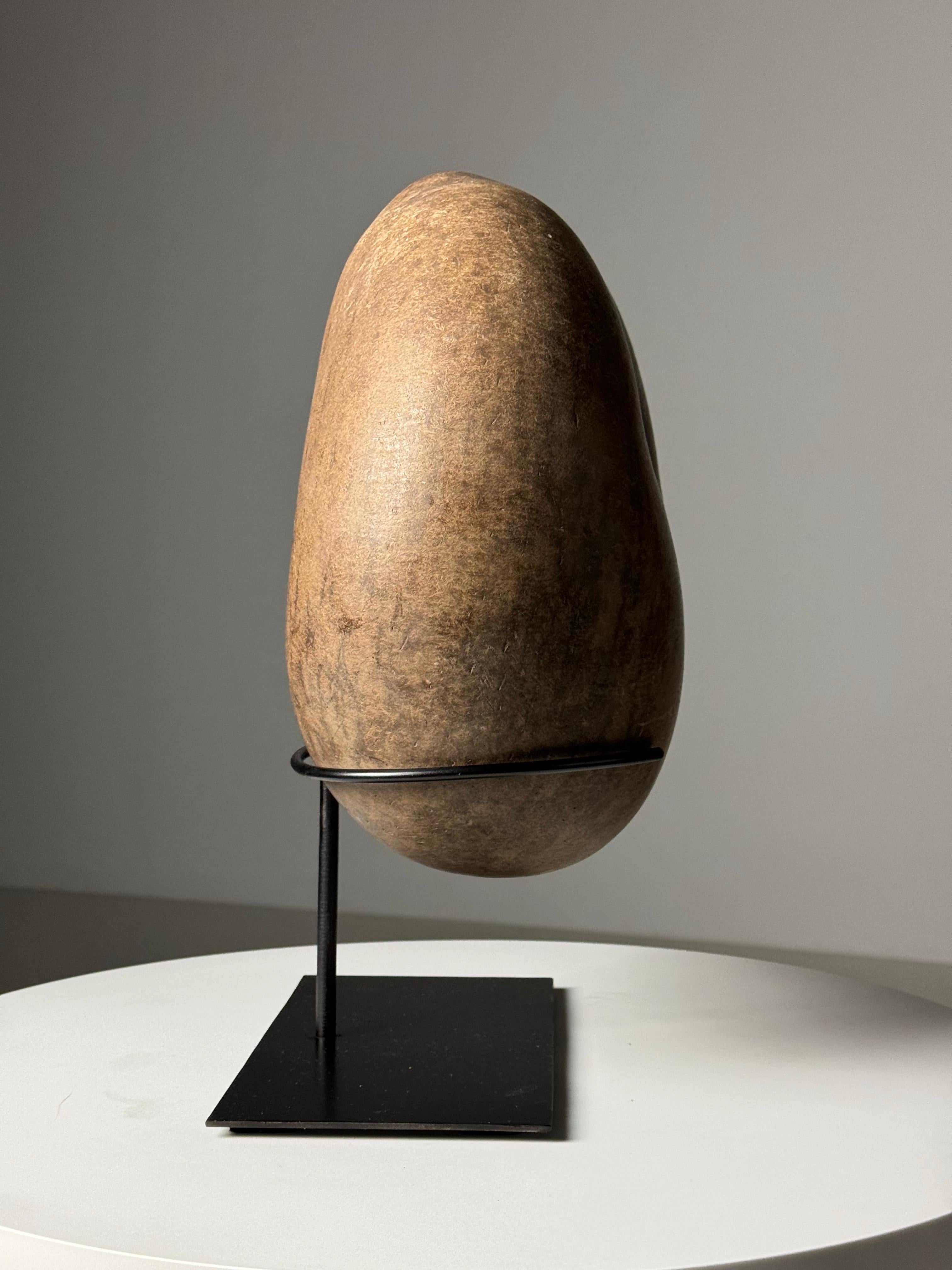 19th Century Coco de Mer