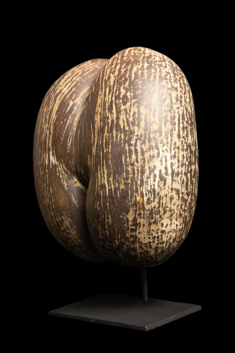 Coco De Mer For Sale at 1stDibs