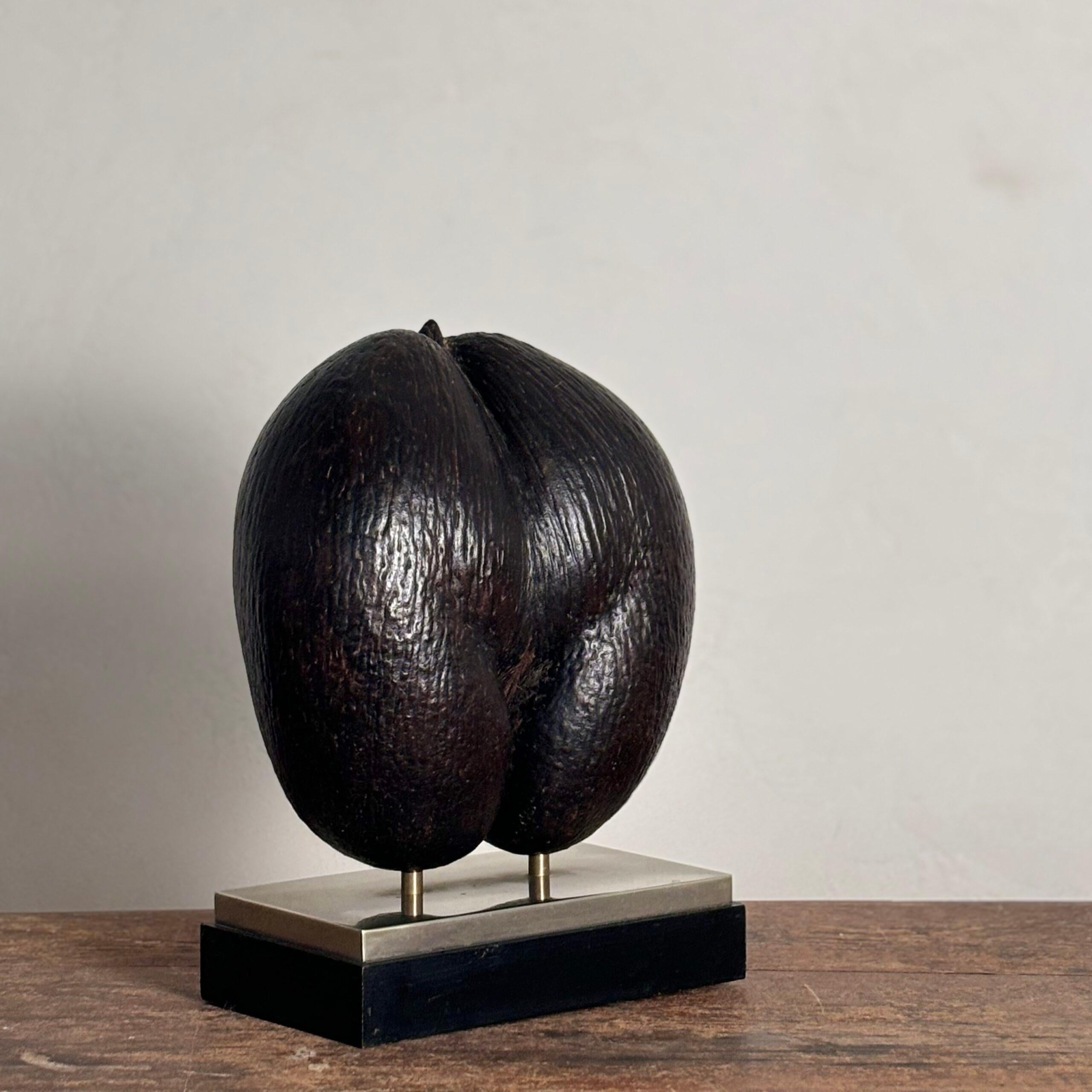 20th Century Coco de Mer For Sale