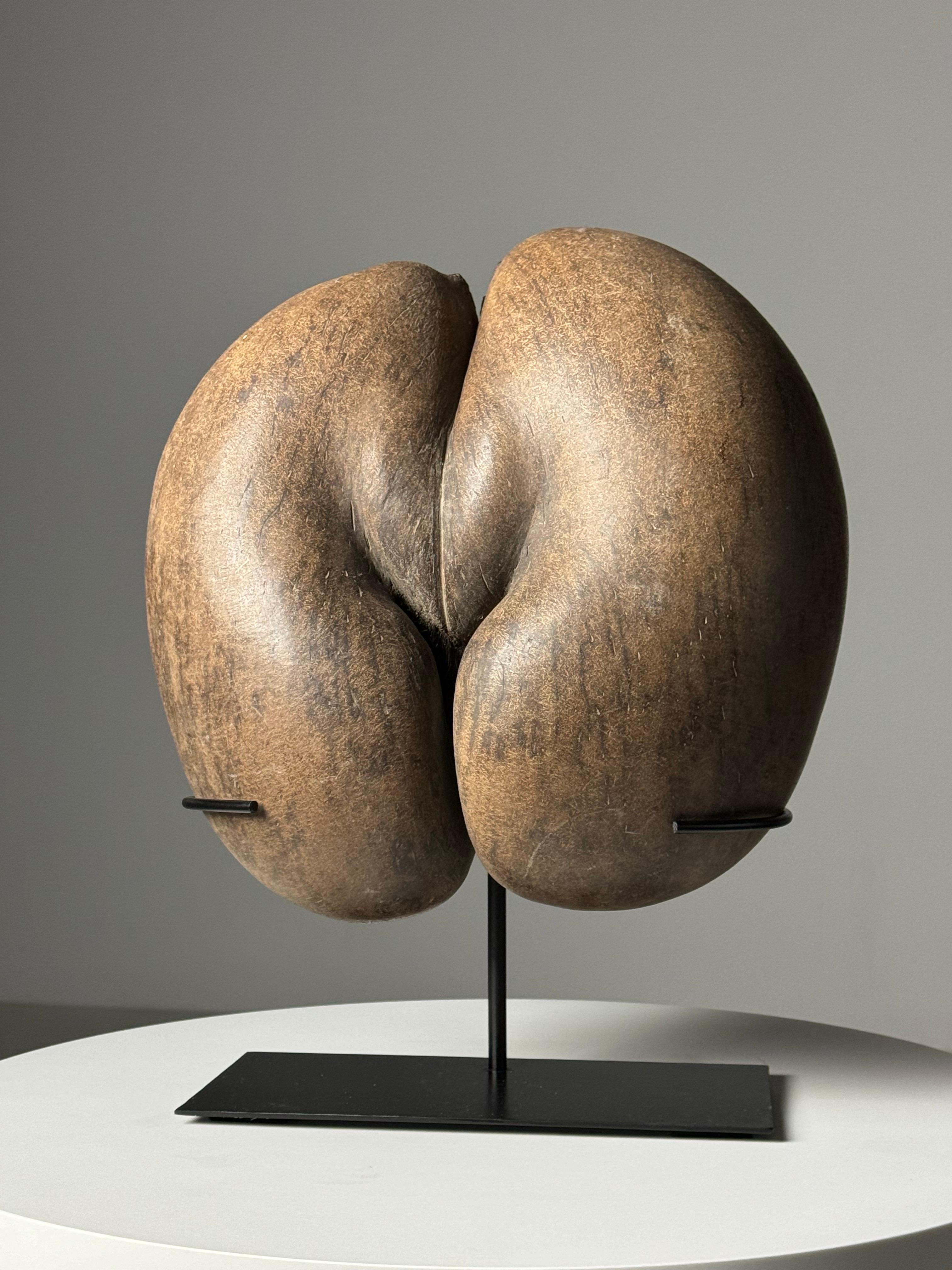 Coco de Mer 4