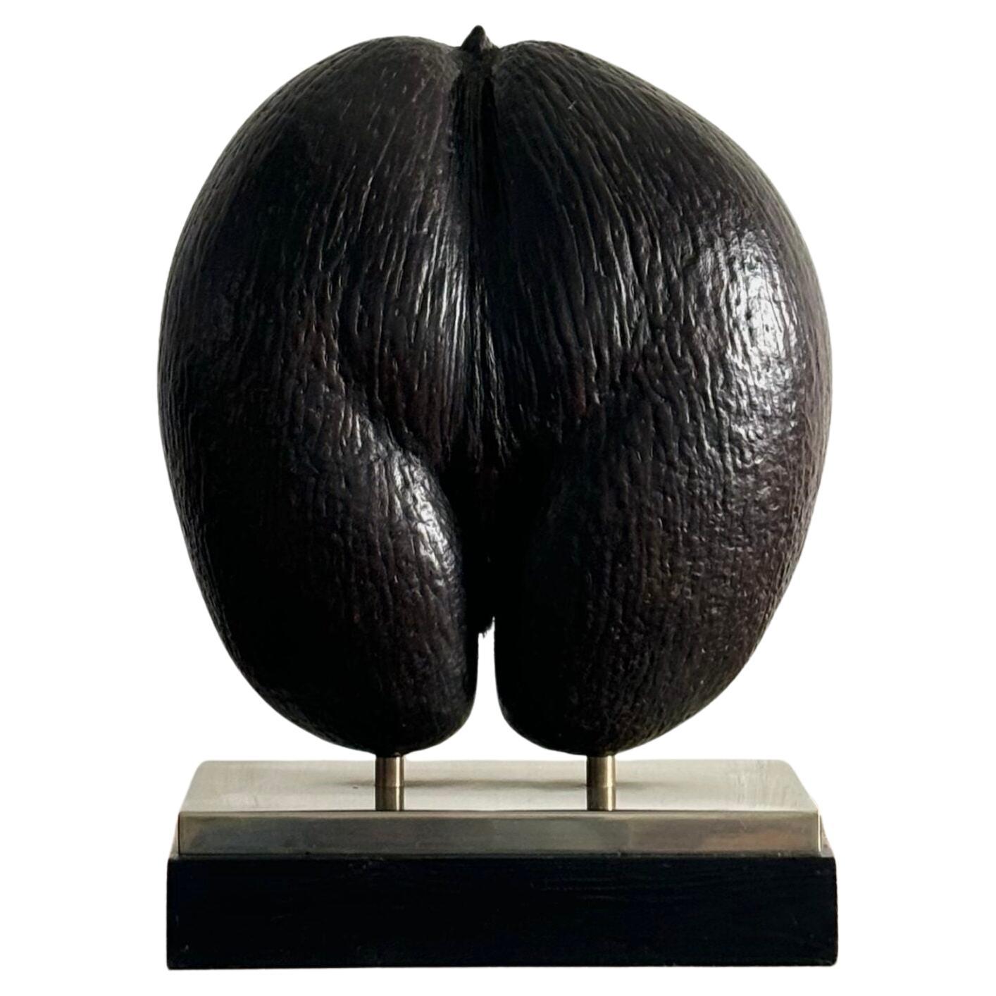 Coco de Mer For Sale