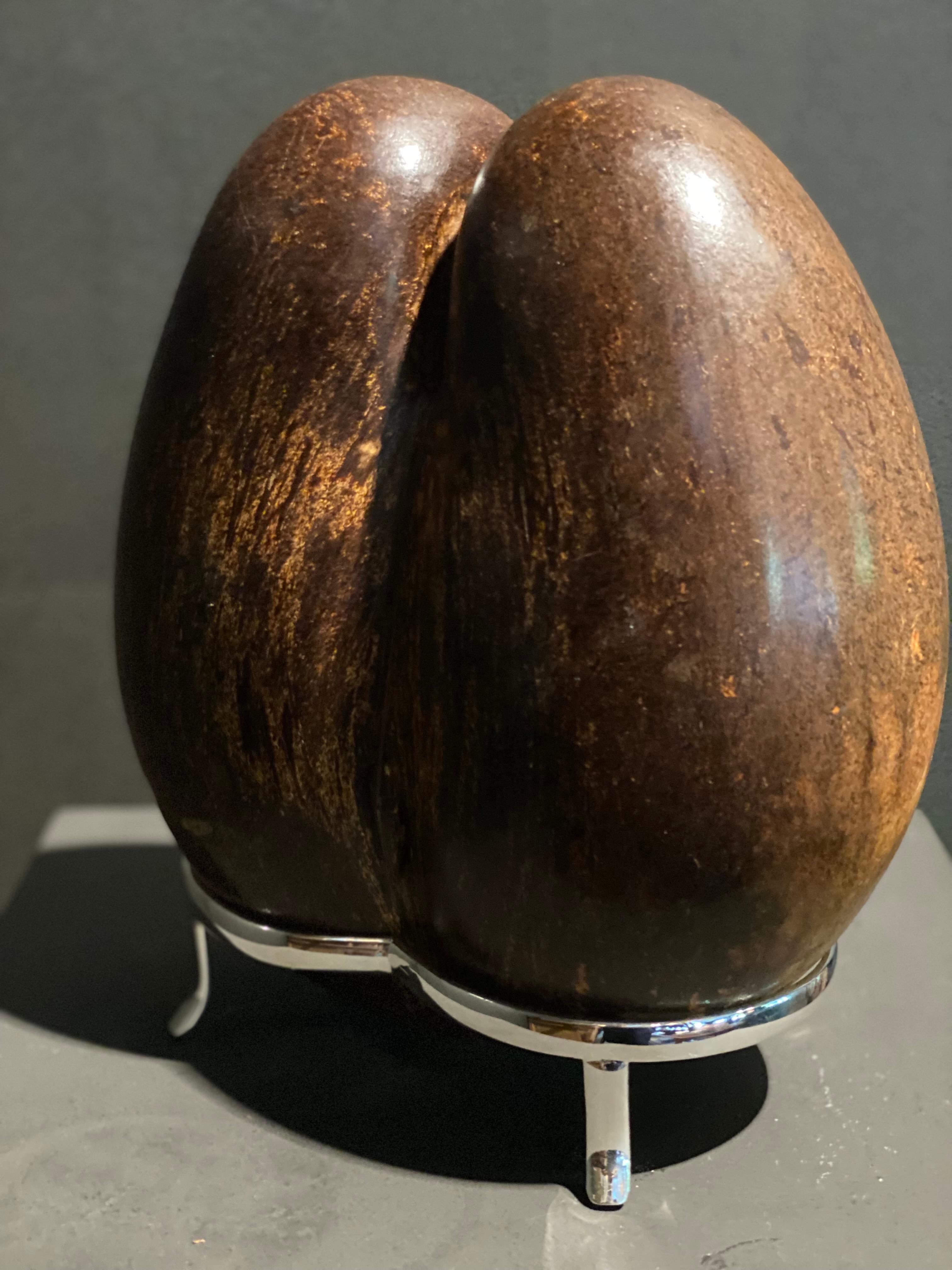 Polished Coco de Mer from the Seychelles