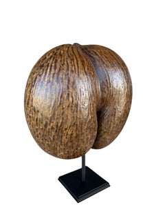 Coco de Mer from the Seychelles Islands, mounted on a stand – 20th century
