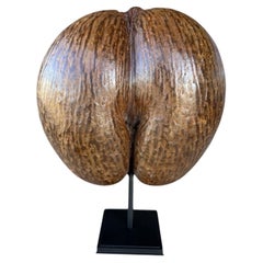 Coco de Mer from the Seychelles Islands, mounted on a stand – 20th century