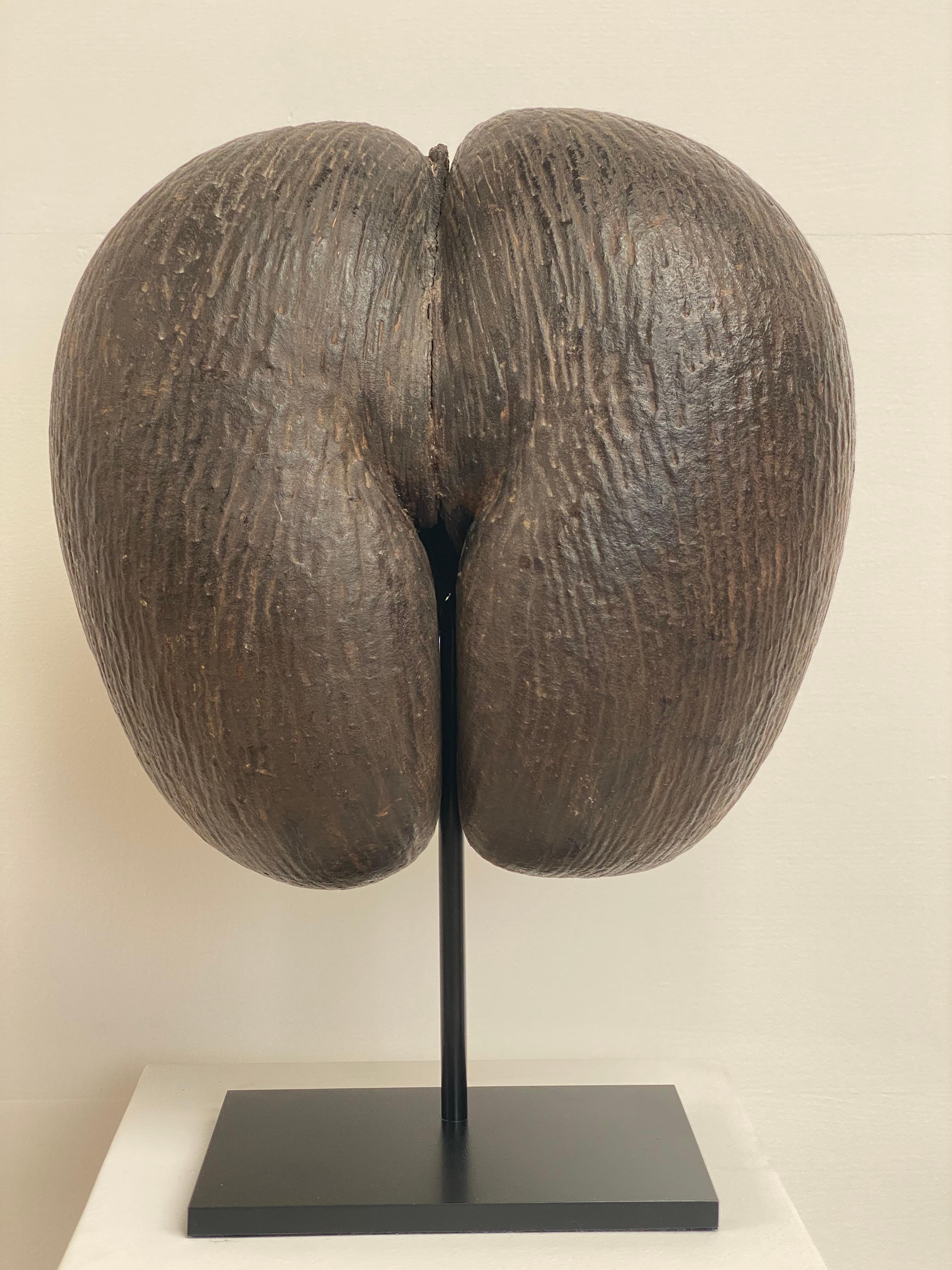 Exceptional Coco De Mer, Coco Fesse, Coco d'Amour,
in its original State from the African Archipel Seychelles,
good warm and original Color,
great patina and symmetric form of the Nut,
Iconic,quirky object great to put in your Cabinet de