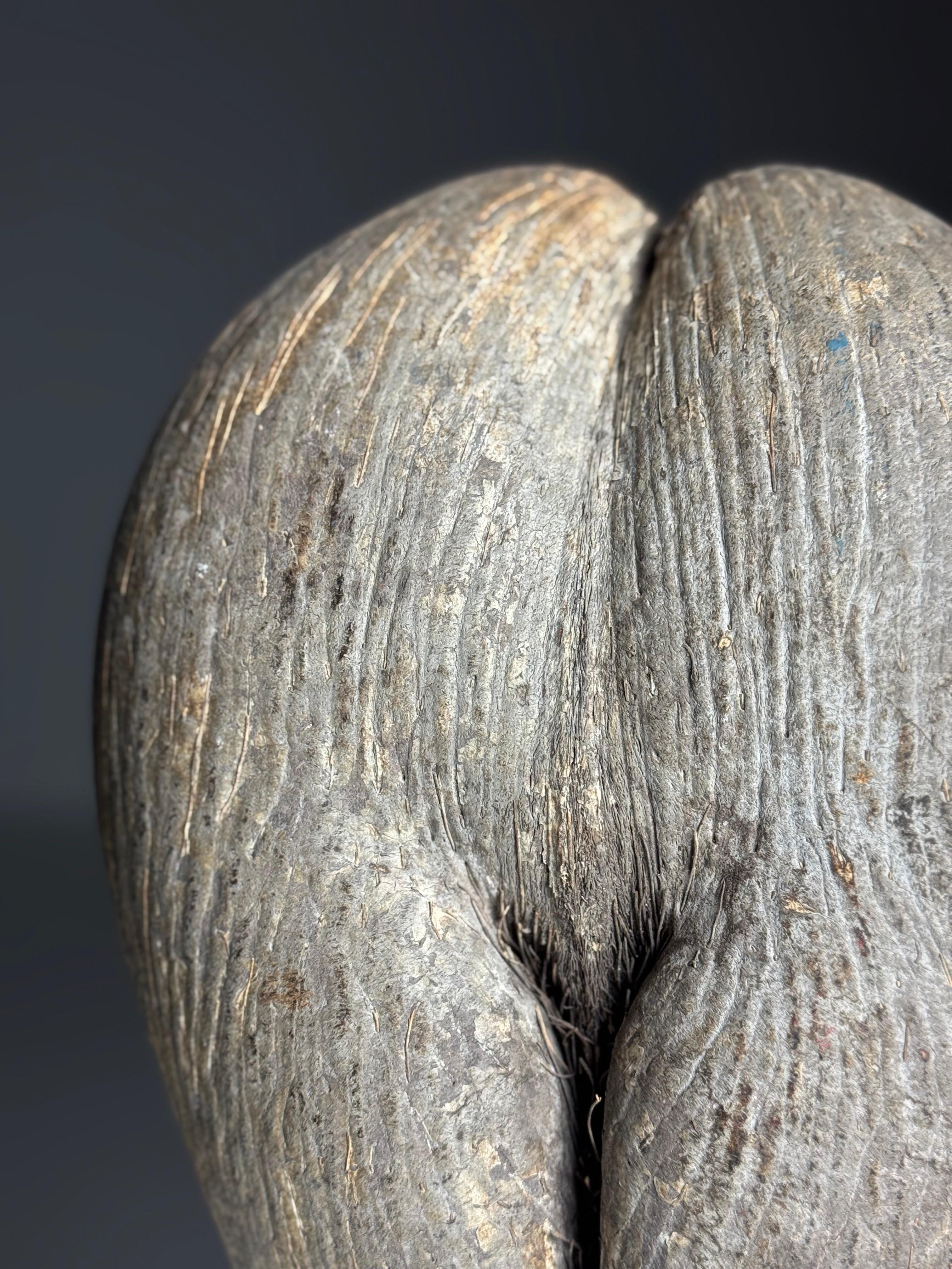 Coco de mer on custom stand en venta 5