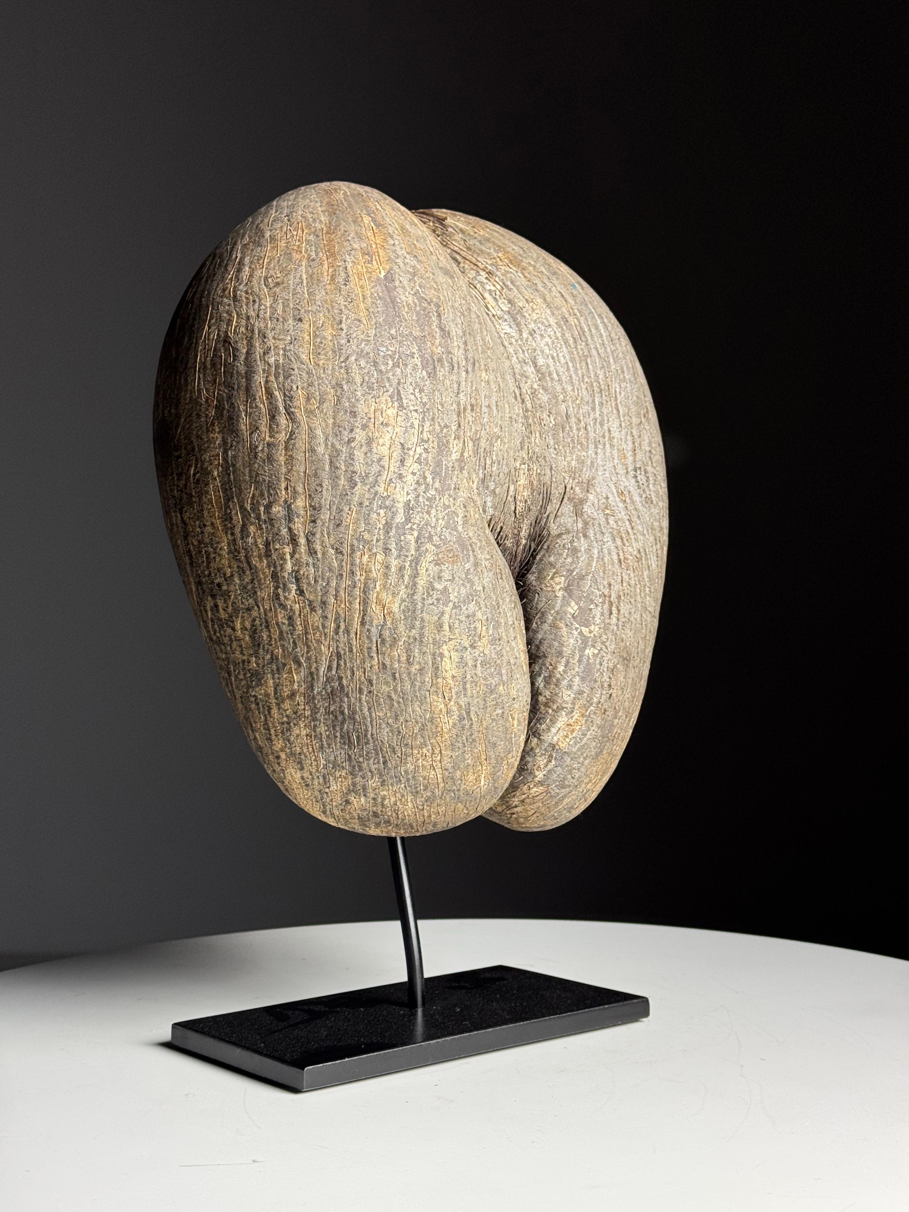 Coco de mer on custom stand en venta 6