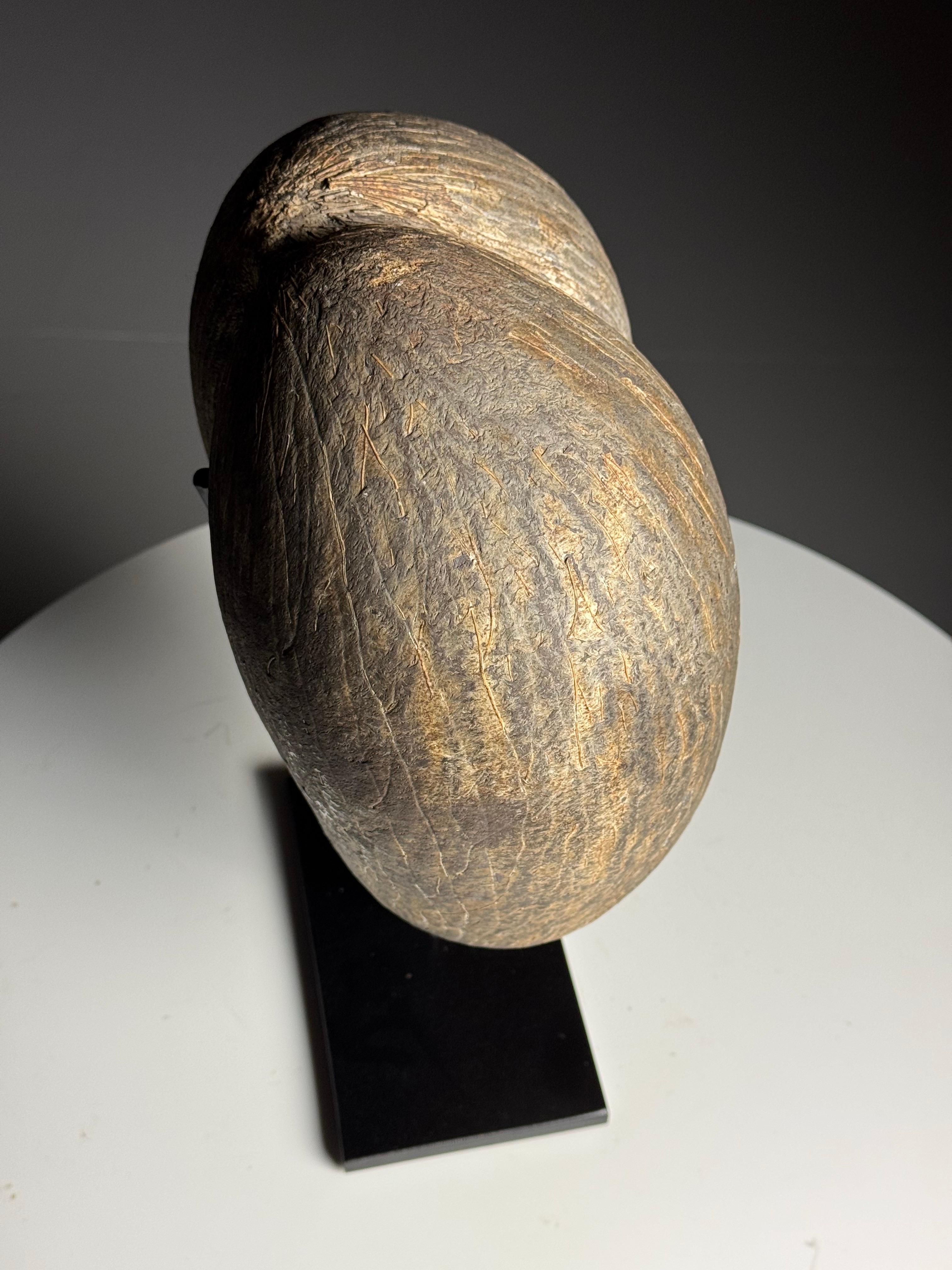 Coco de mer on custom stand en venta 7