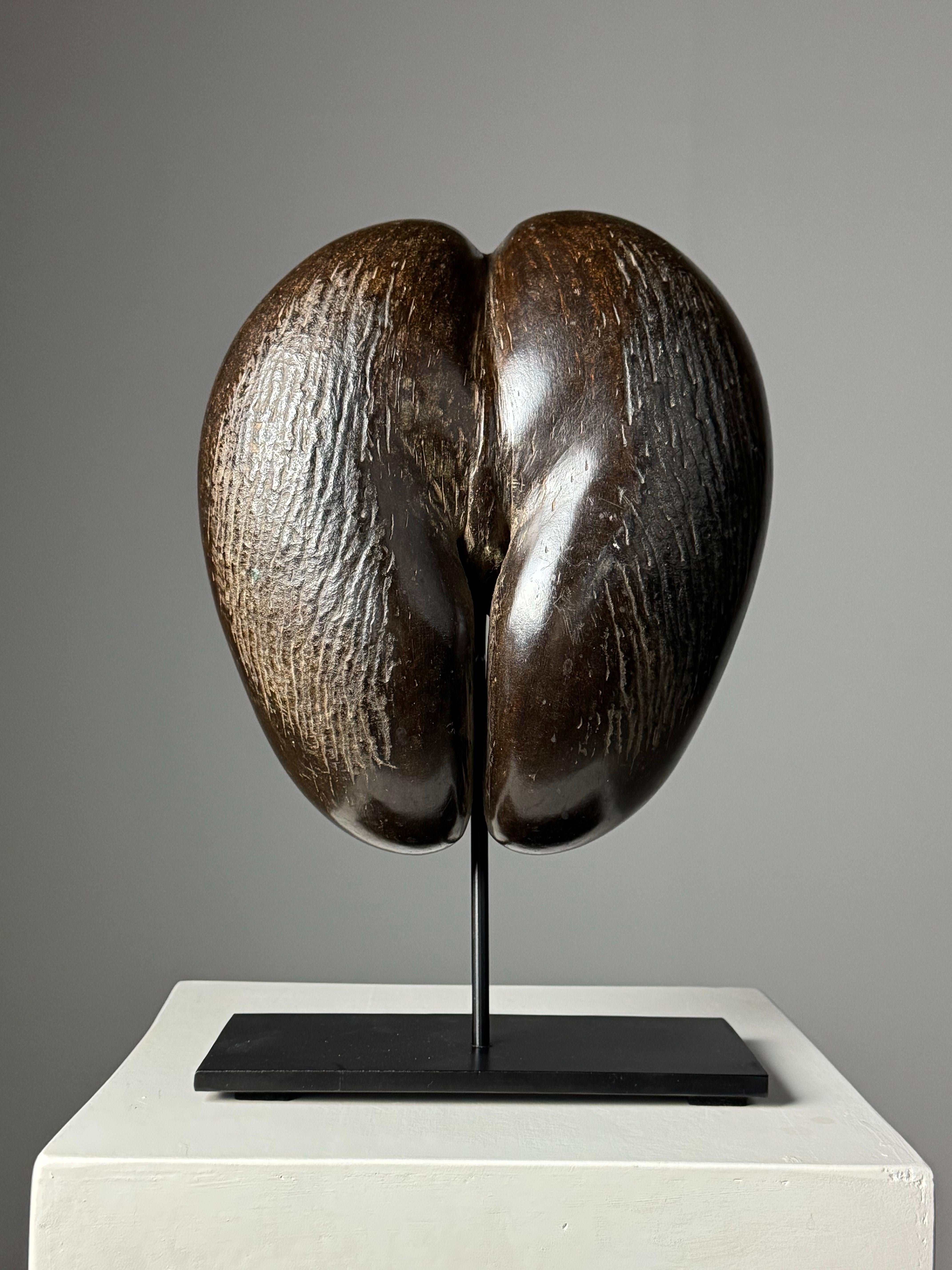 Coco de Mer on custom stand For Sale 8