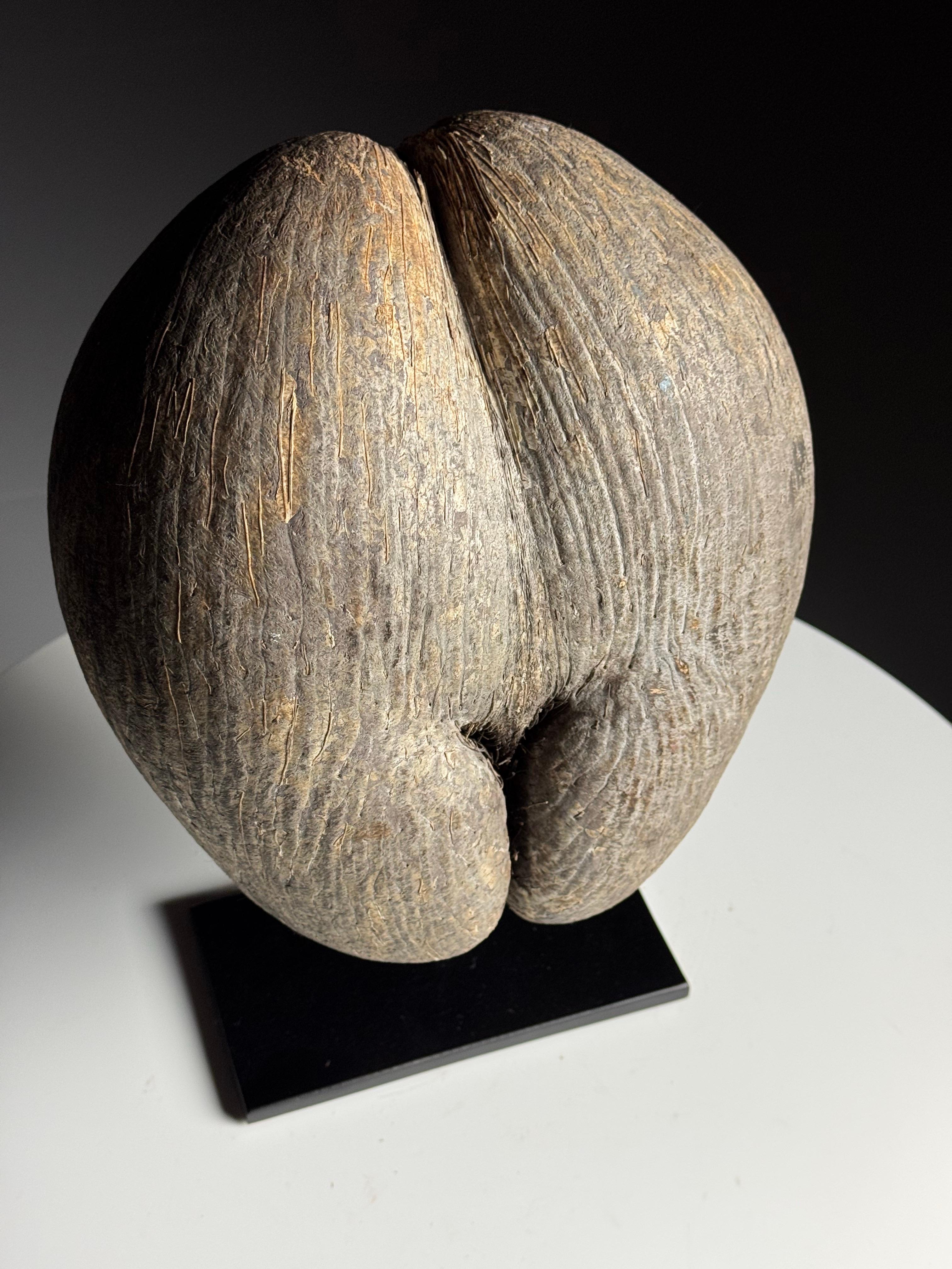 Coco de mer on custom stand en venta 8