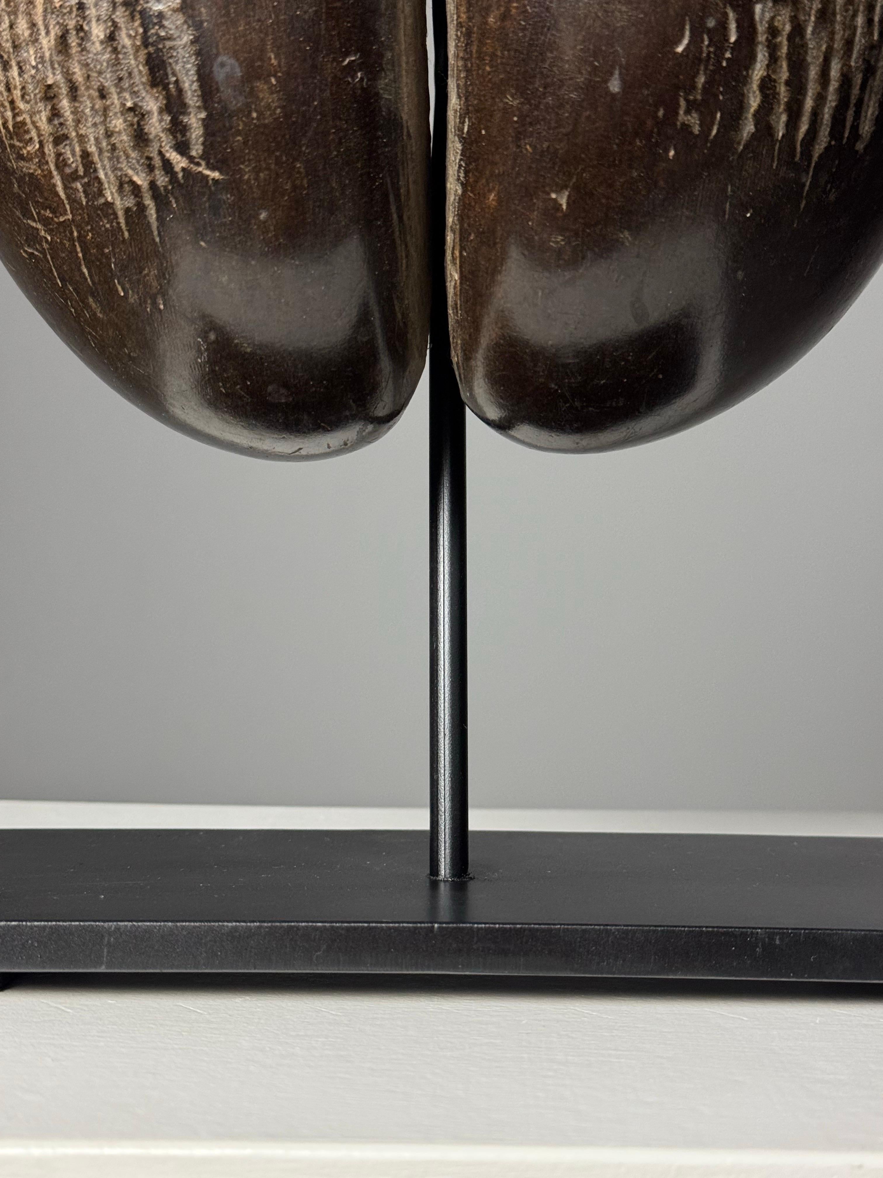 Coco de Mer on custom stand For Sale 10