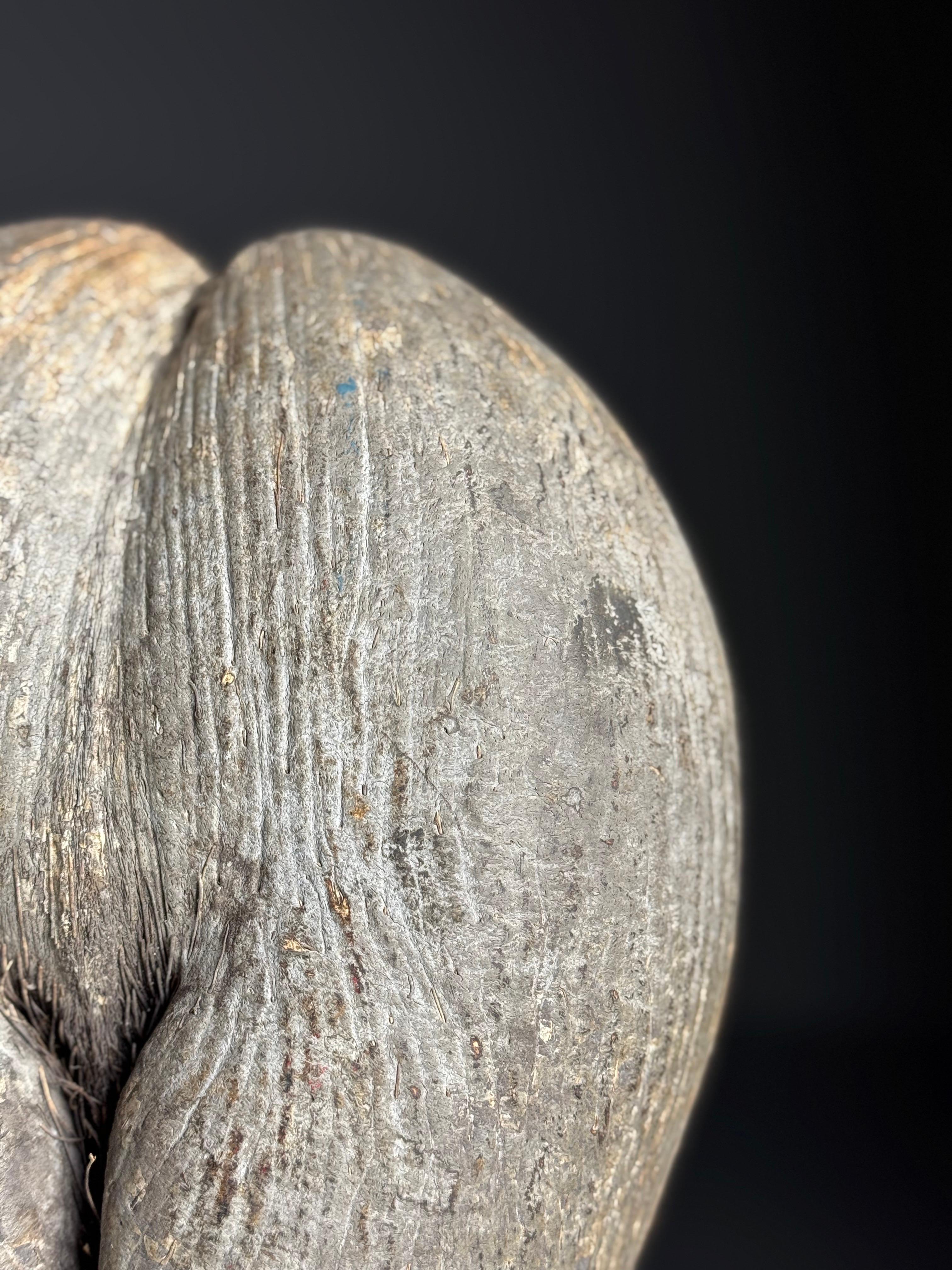 Muy bonito Coco de Mer rústico sin procesar.
Nunca se ha abierto, aún contiene su contenido. En soporte negro personalizado.

Coco de Mer es la palmera con los cocos más grandes del mundo. Sólo crece en las islas Seychelles de Curieuse y