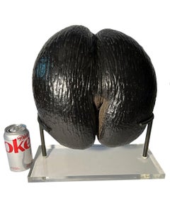 Coco de Mer On Custom Stand