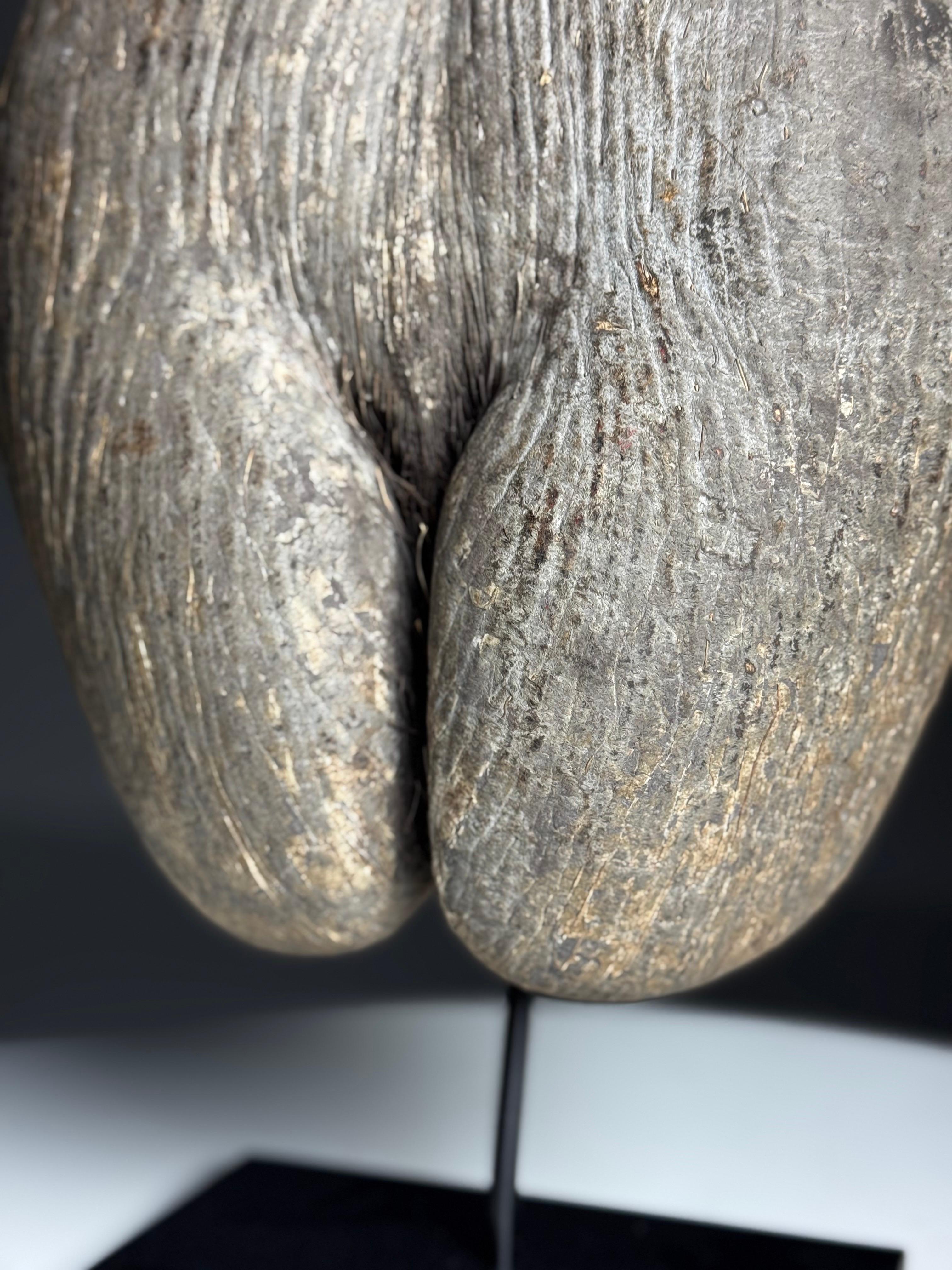 Coco de mer on custom stand en Bueno estado para la venta en MILL, NL