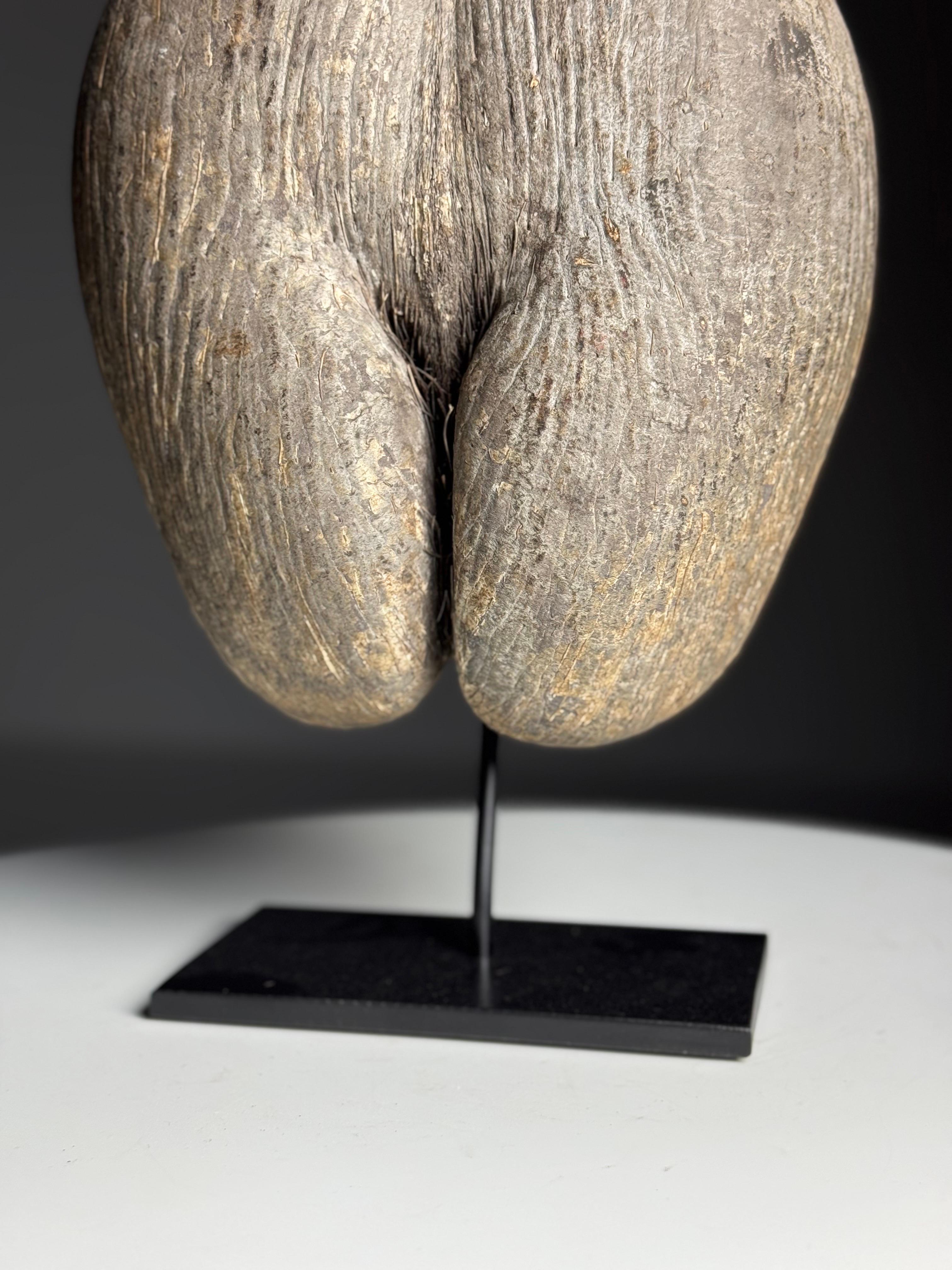 Coco de mer on custom stand siglo XIX en venta