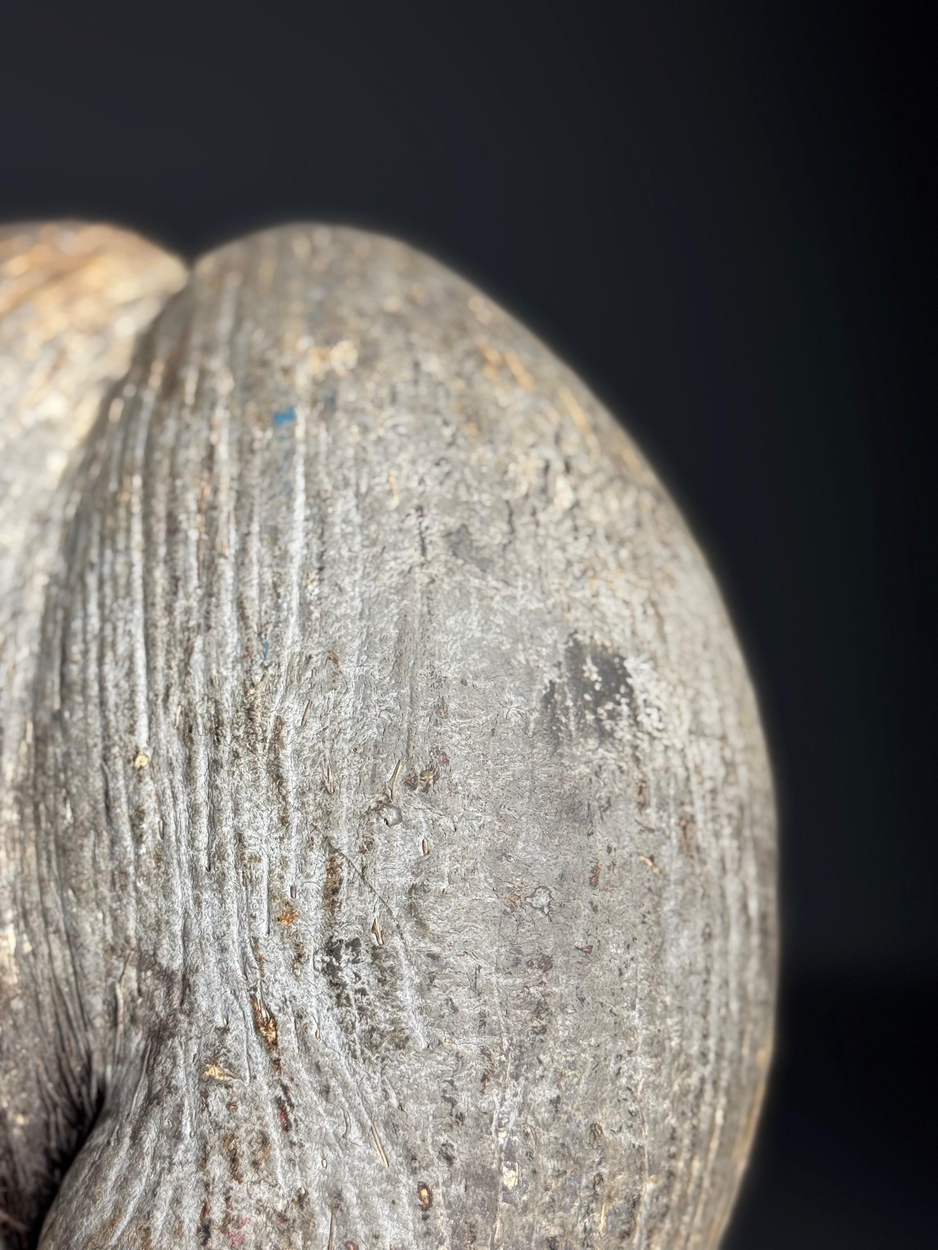 Coco de mer on custom stand Otro en venta