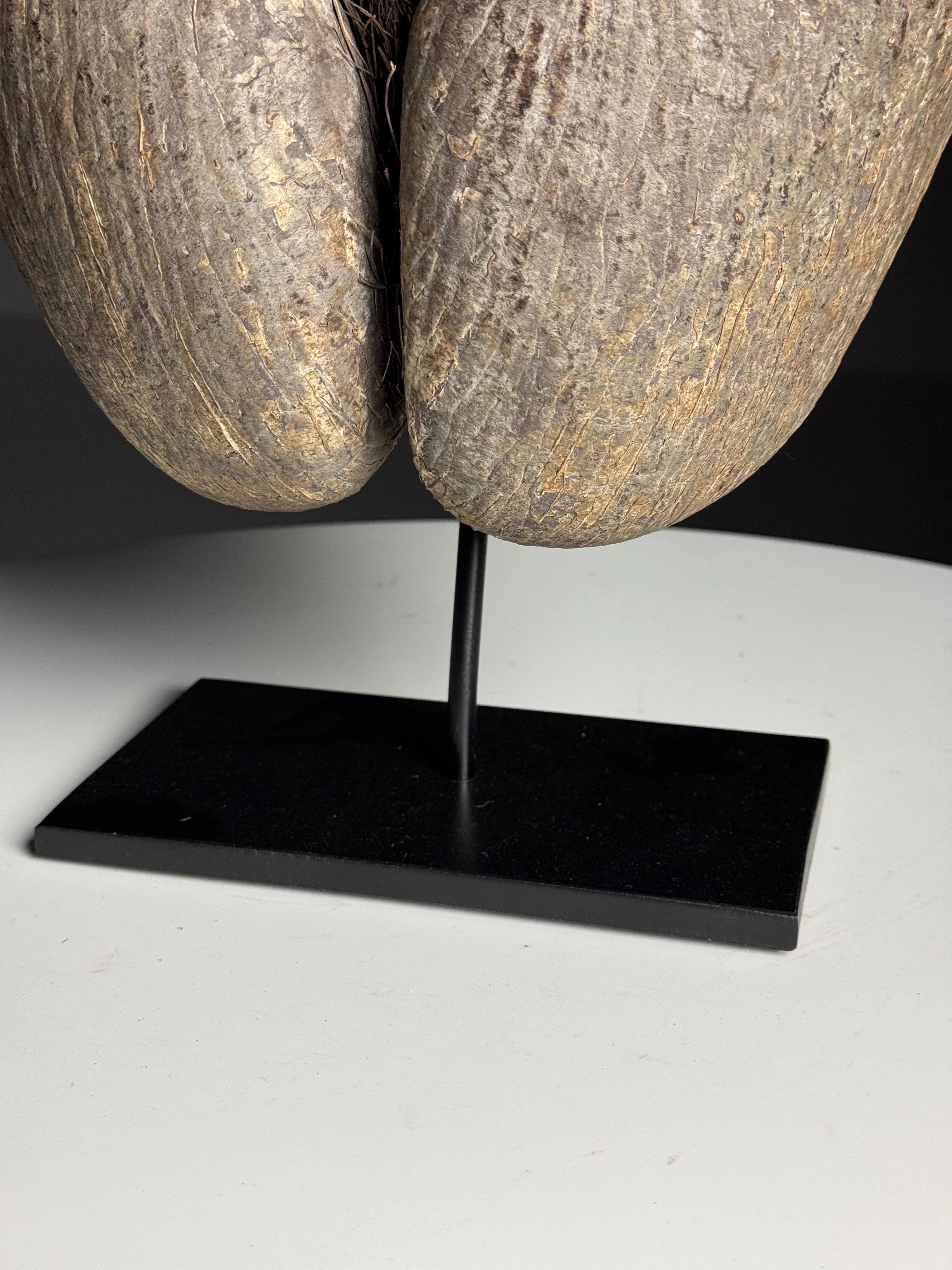 Coco de mer on custom stand en venta 1