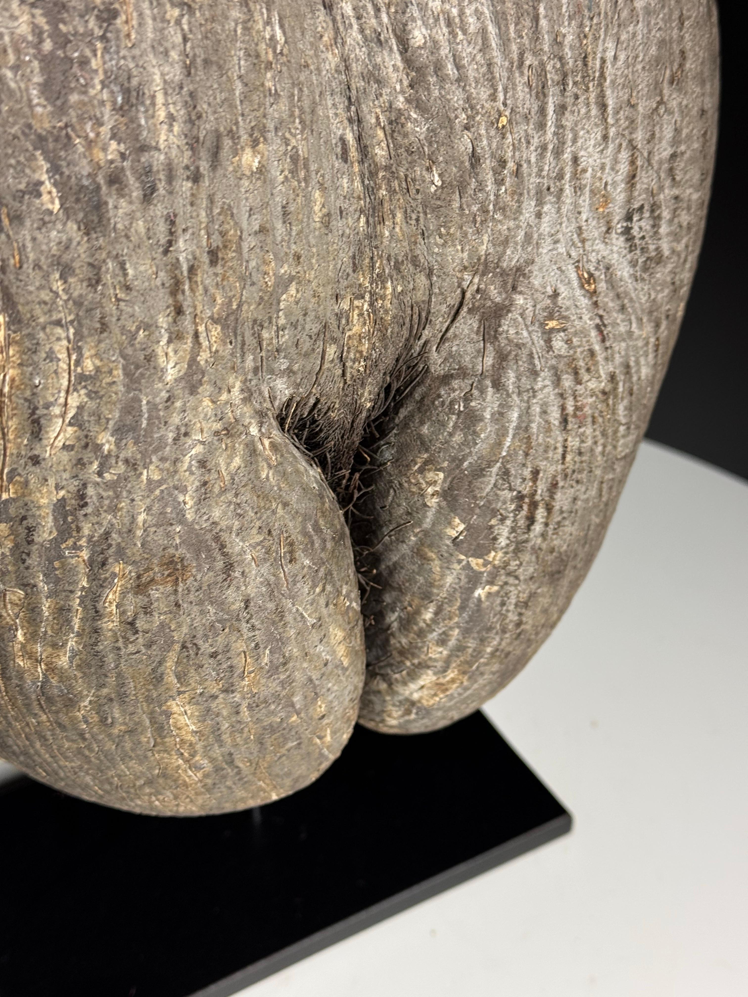 Coco de mer on custom stand en venta 2