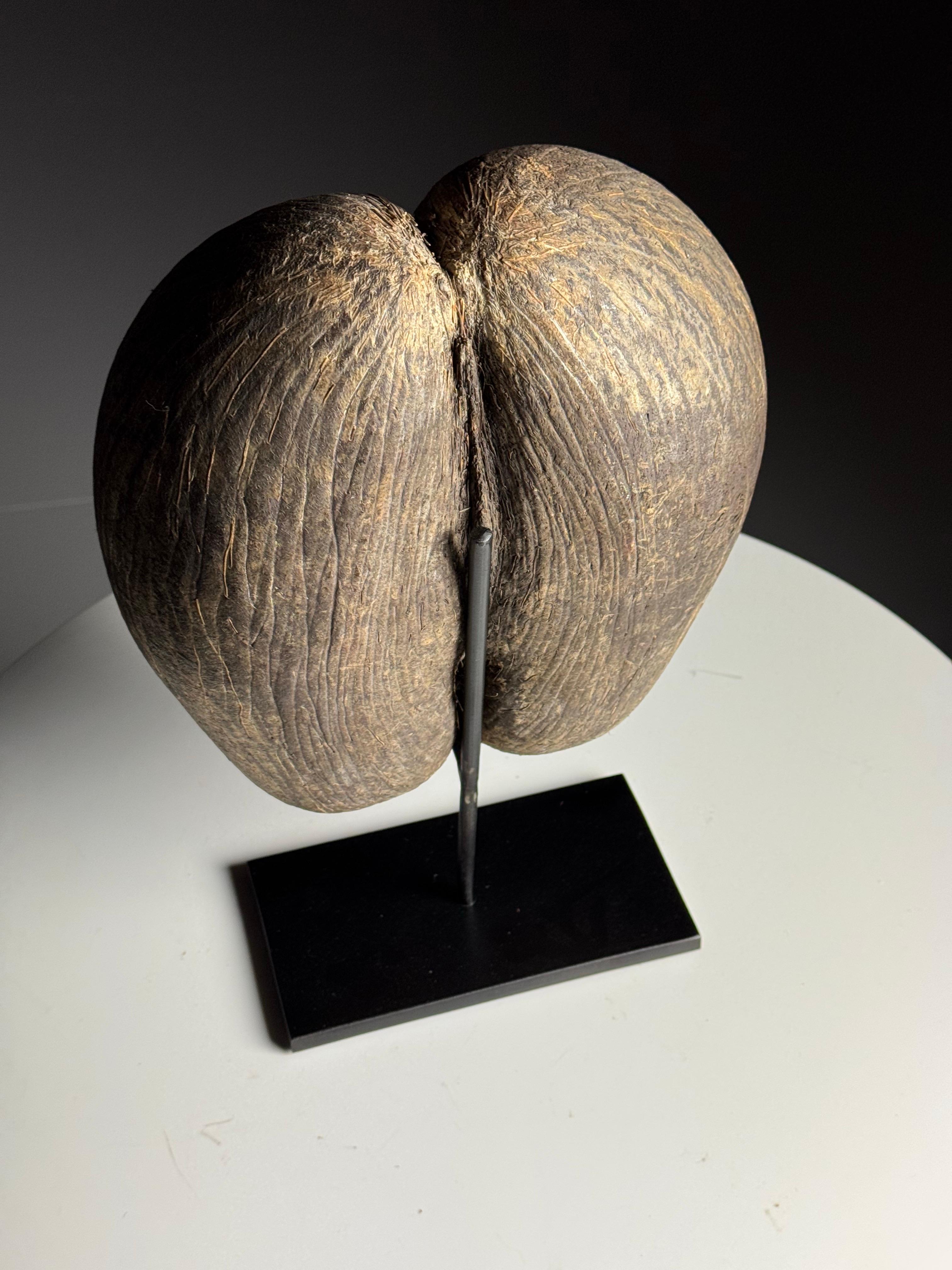 Coco de mer on custom stand en venta 3