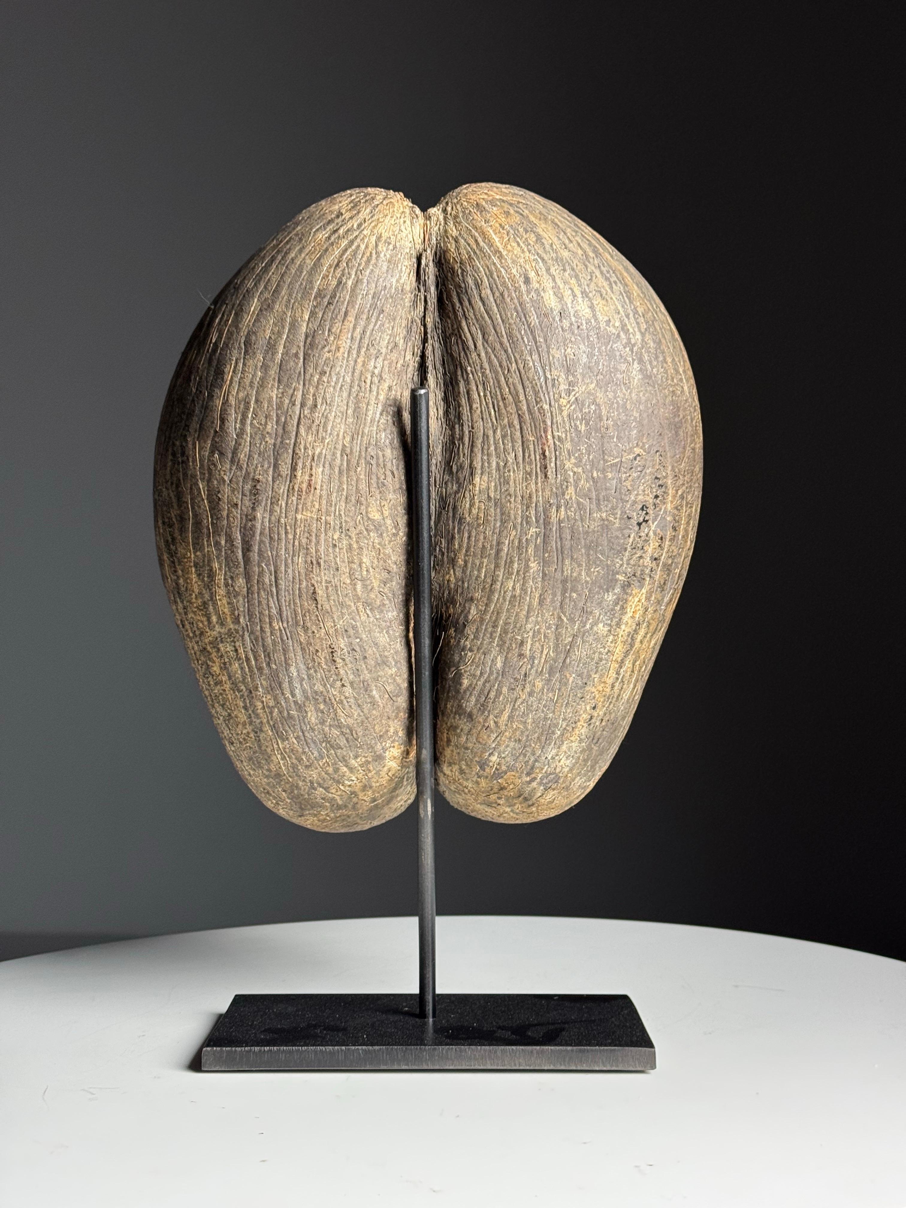 Coco de mer on custom stand en venta 4